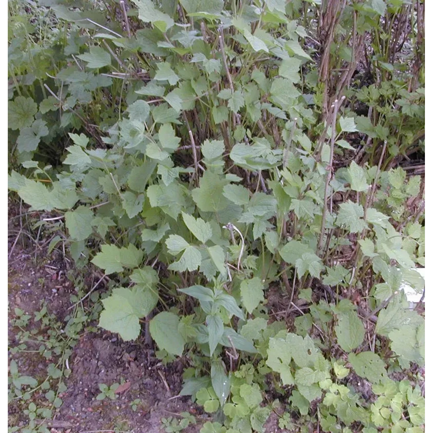 Bild von Stauden Clematis - Clematis heracleifolia