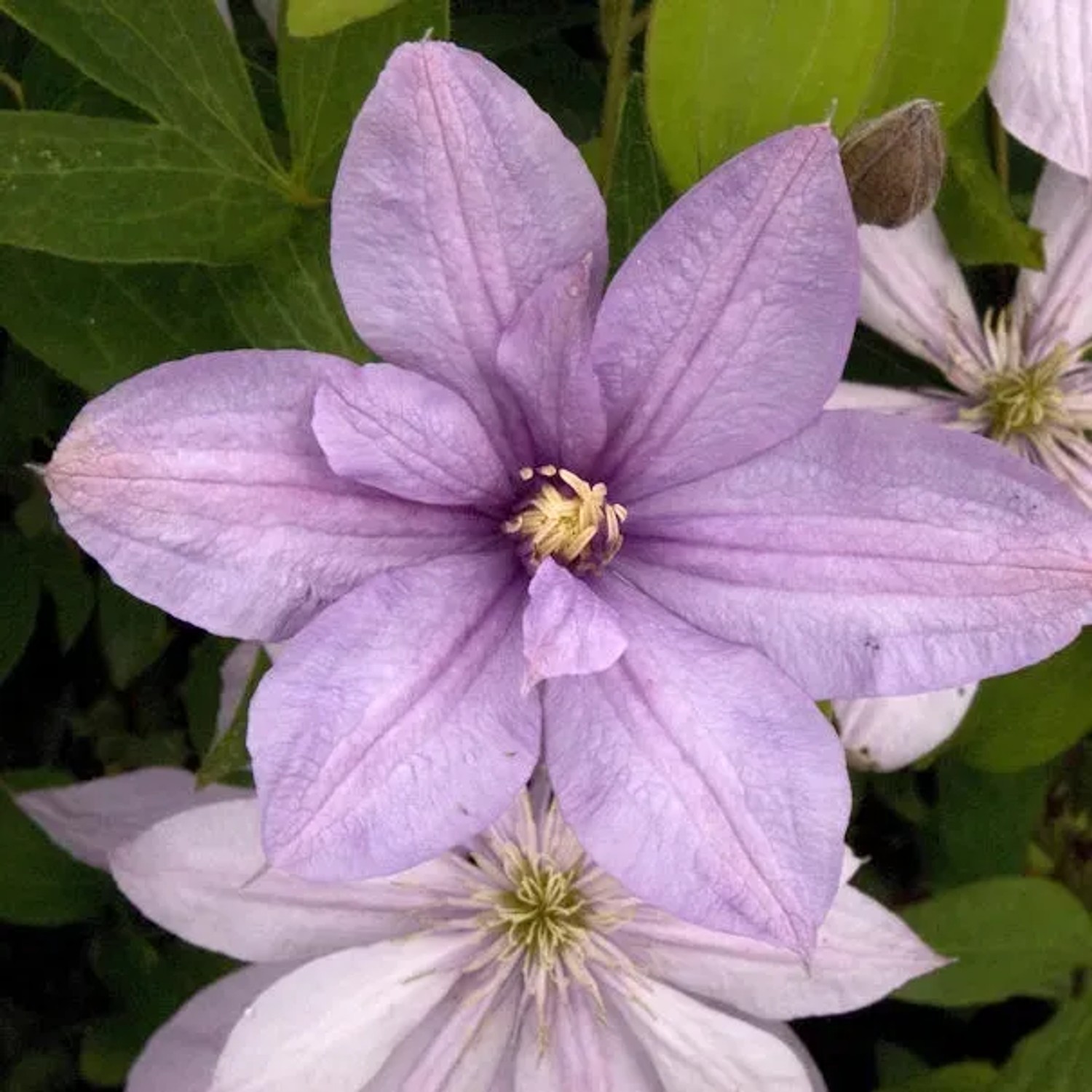 Bild von Waldrebe Margaret Hunt 60-80cm - Clematis