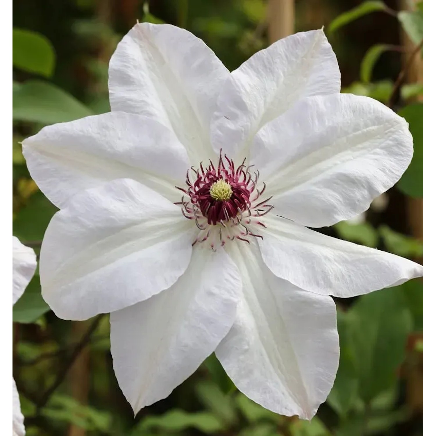Bild von Waldrebe Miss Bateman 40-60cm - Clematis