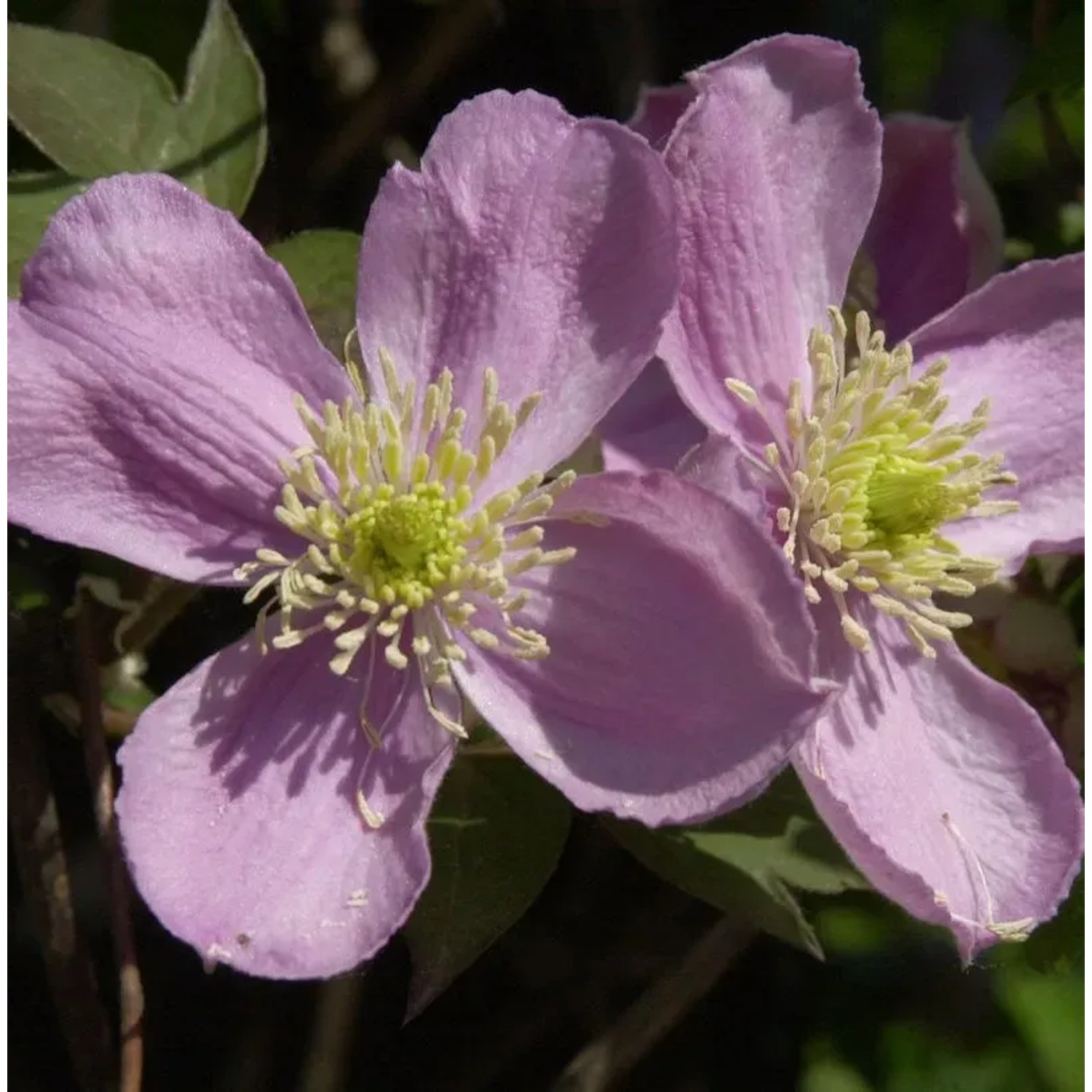 Bild von Berg Waldrebe Fragrant Spring 60-80cm - Clematis montana
