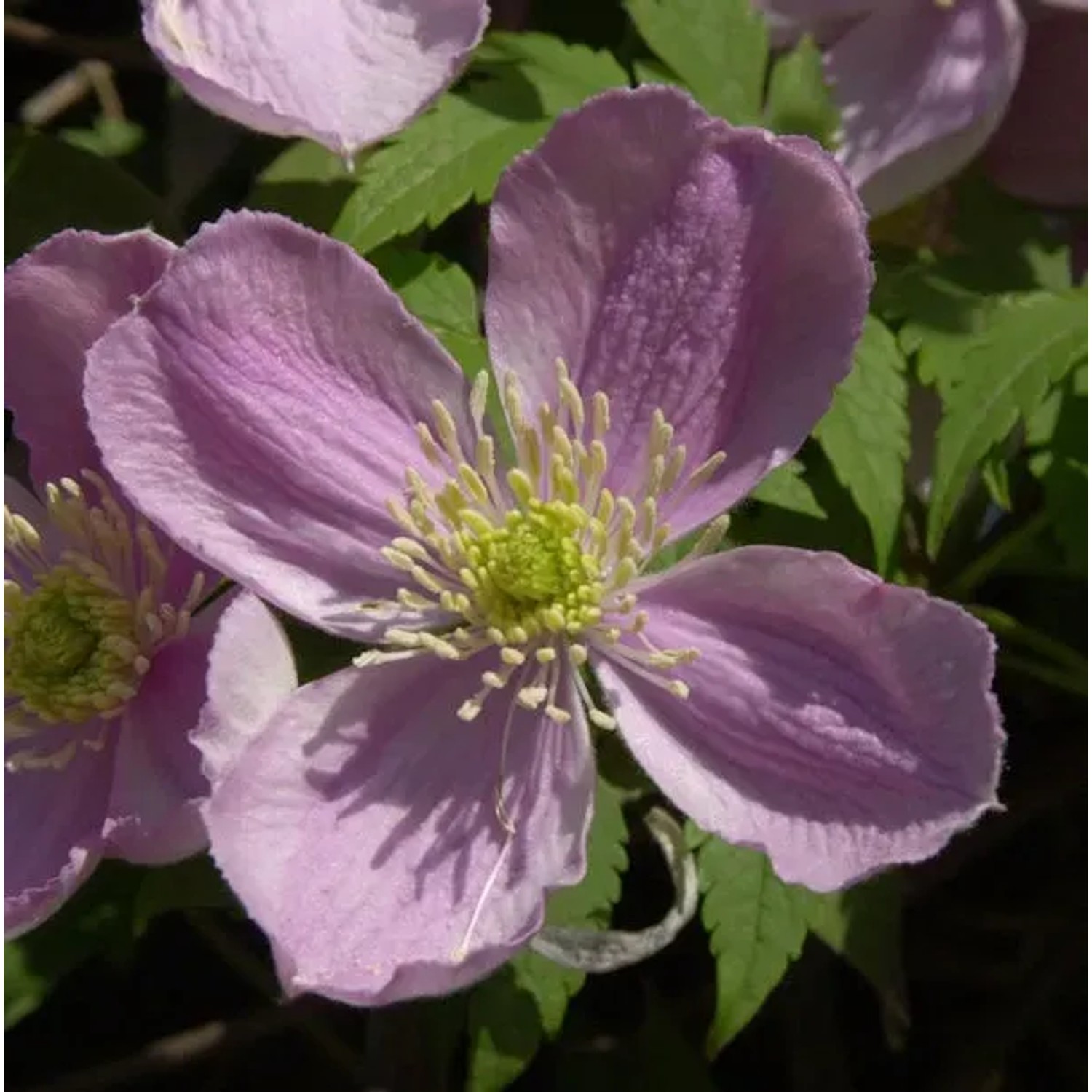 Bild von Berg Waldrebe Tetrarose 40-60cm - Clematis montana