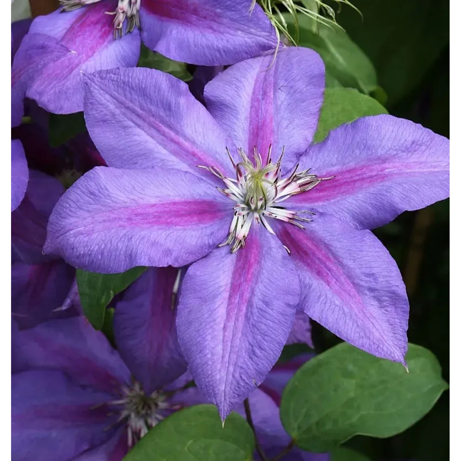Bild von Waldrebe Mrs Nelly Thompson 40-60cm - Clematis