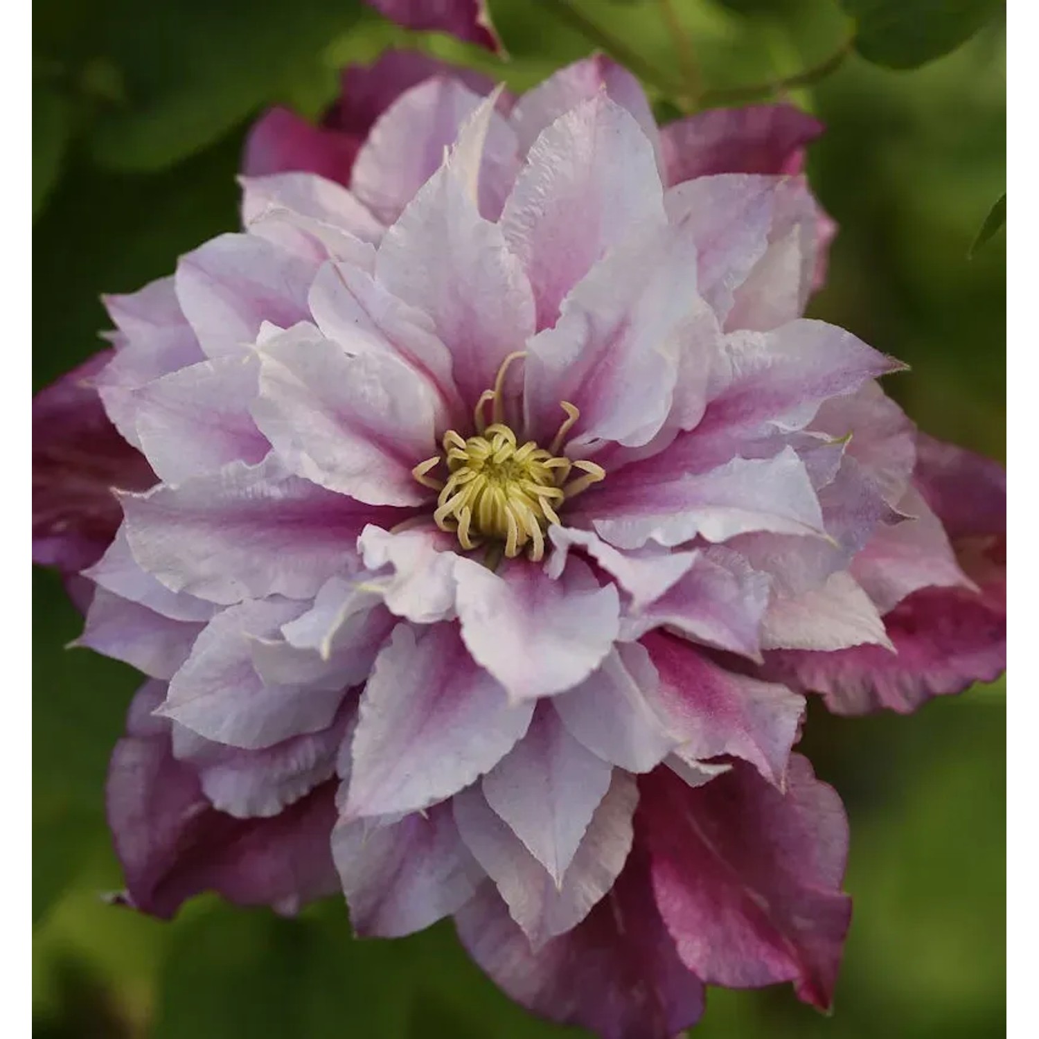 Bild von Waldrebe Piilu 60-80cm - Clematis