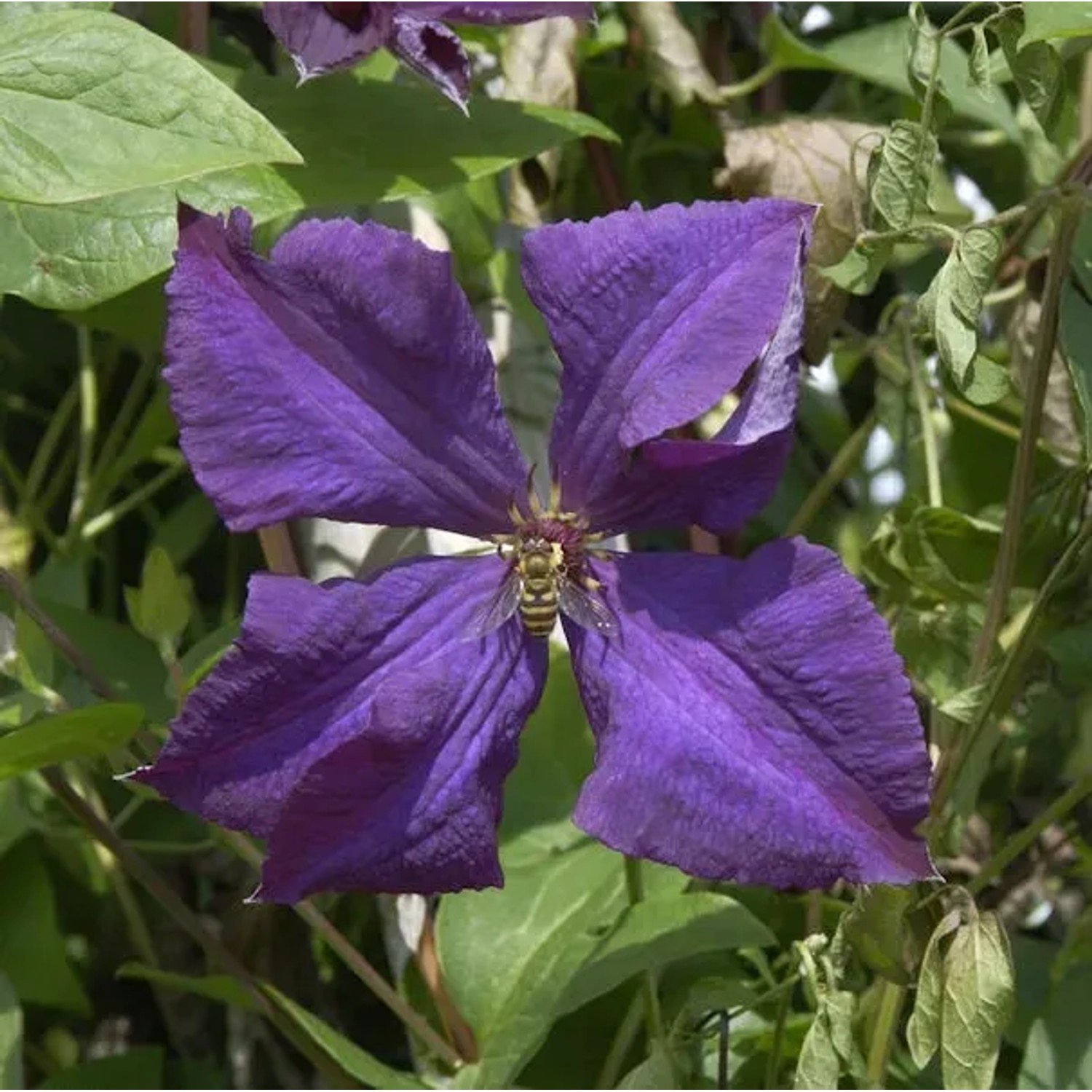 Bild von Robuste Waldrebe Polish Spirit 100-125cm - Clematis viticella