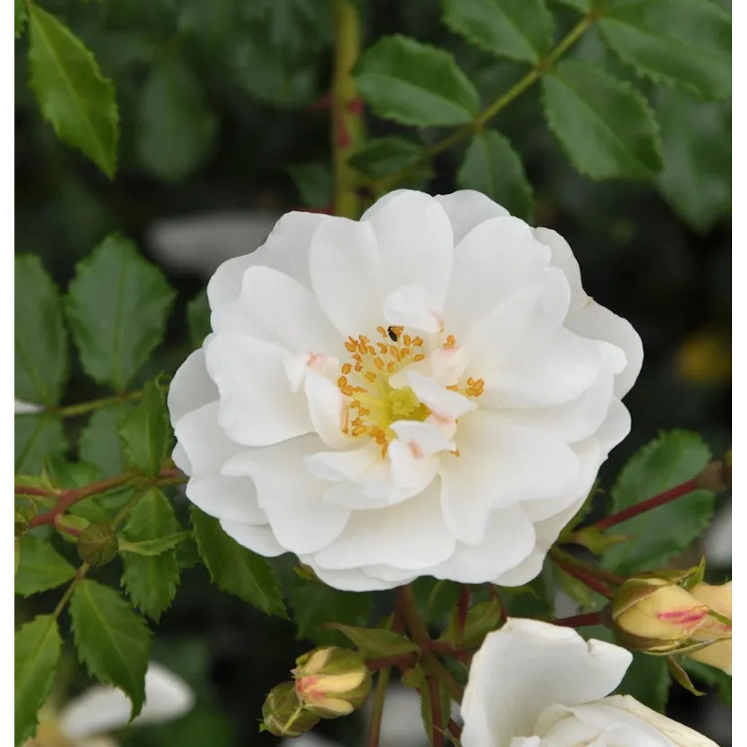 Bild von Hochstamm Rose Diamant 80-100cm