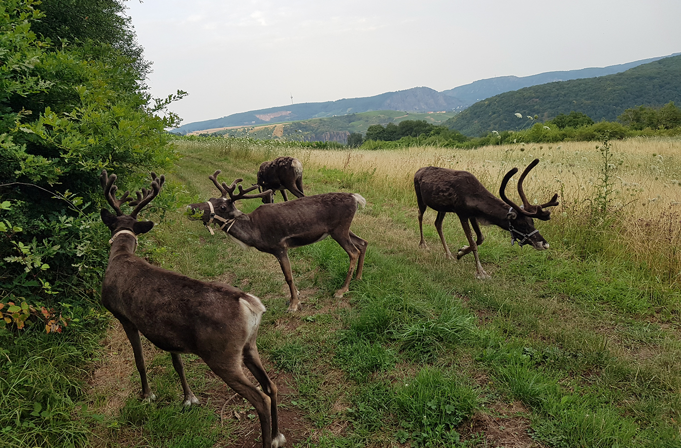 Bild von Rentier-Wanderung & Picknick Niederhausen für 2