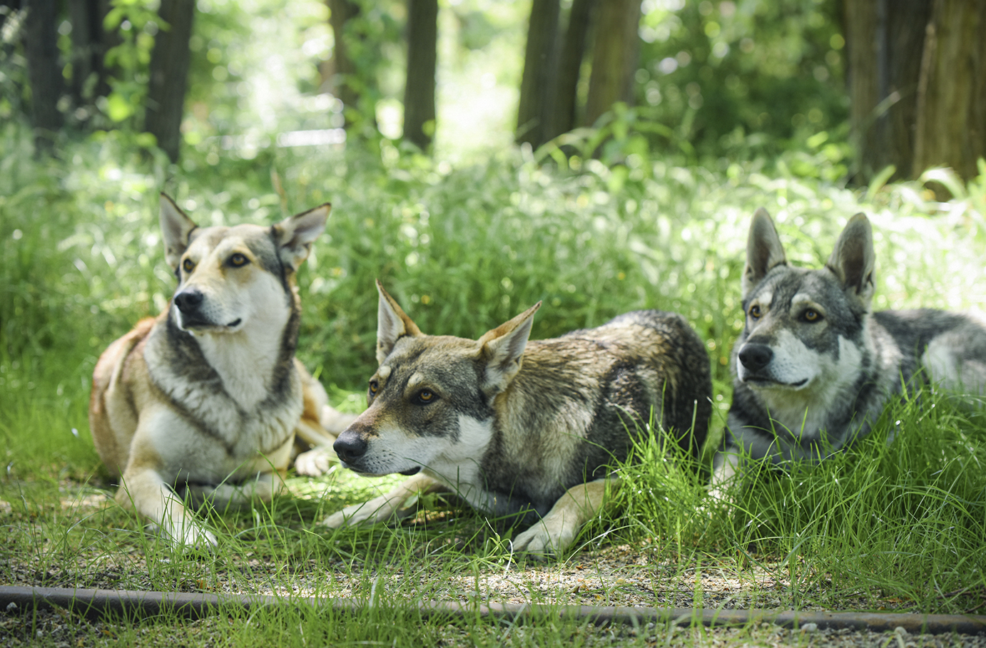Bild von Wolfshund Schnuppertour