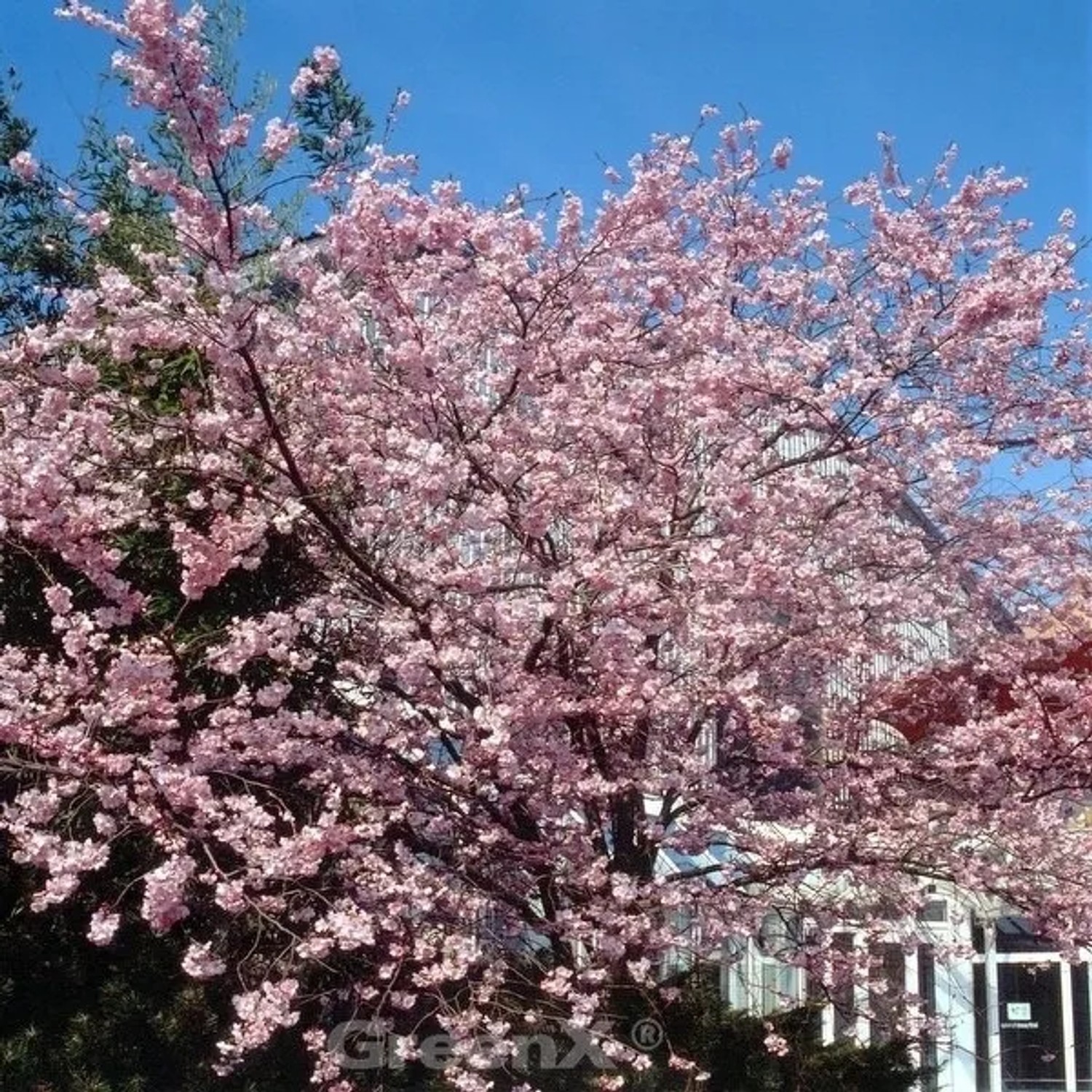 Bild von Hochstamm Rosa Winterkirsche 80-100cm - Prunus subhirtella