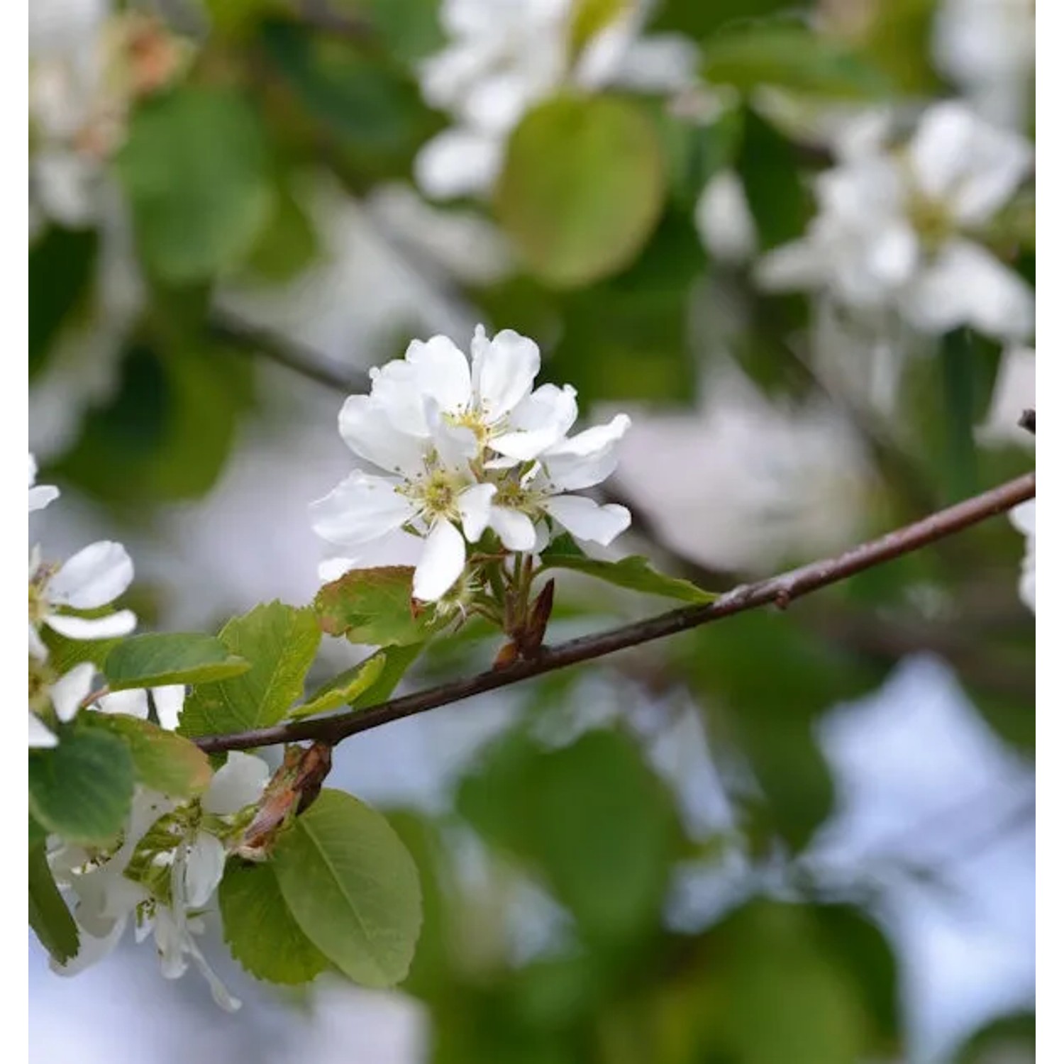 Bild von Hochstamm Erlenblättrige Felsenbirne Greatberry Garden 60-80cm - Amelanchier alnifolia