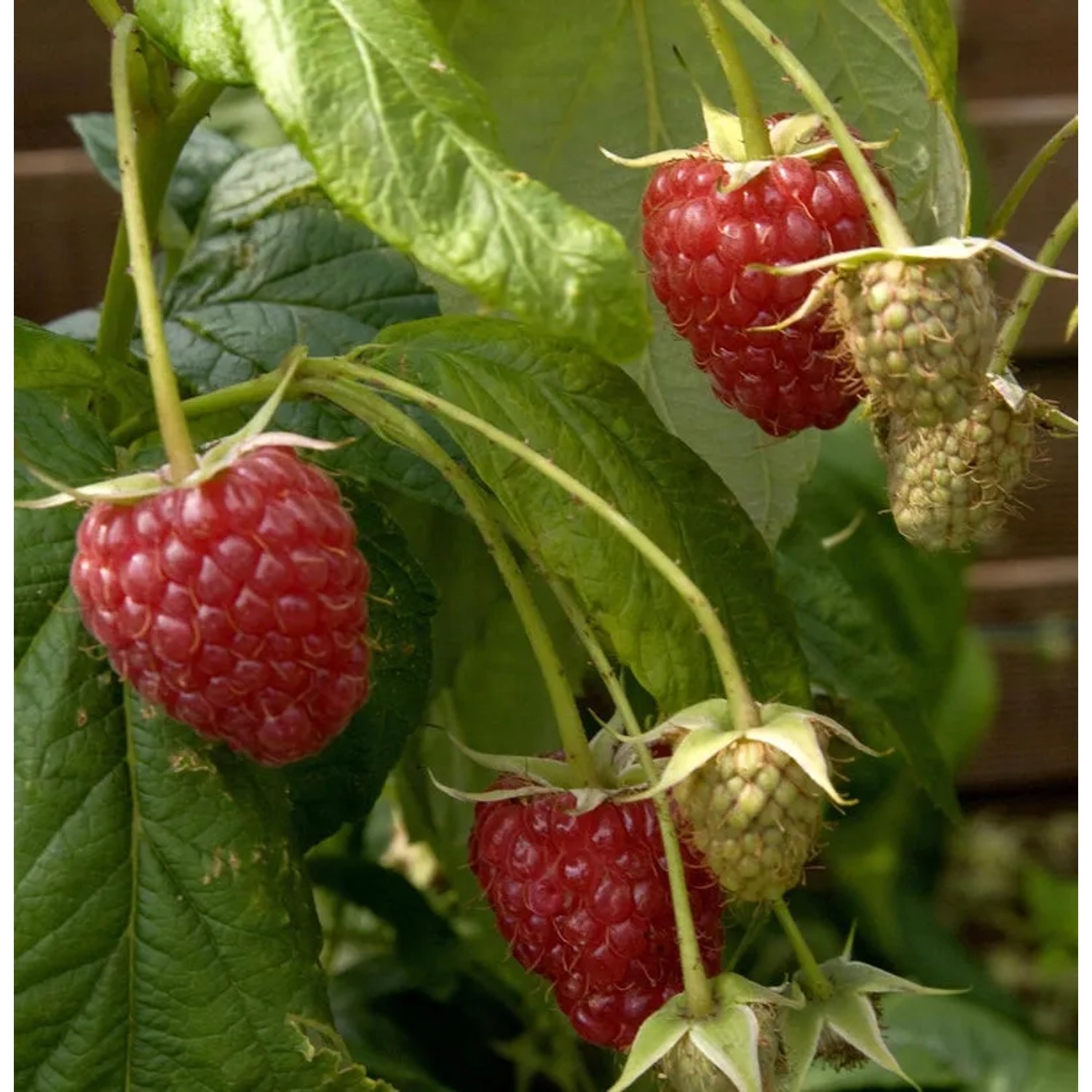 Bild von Himbeere Preussen II - Rubus idaeus