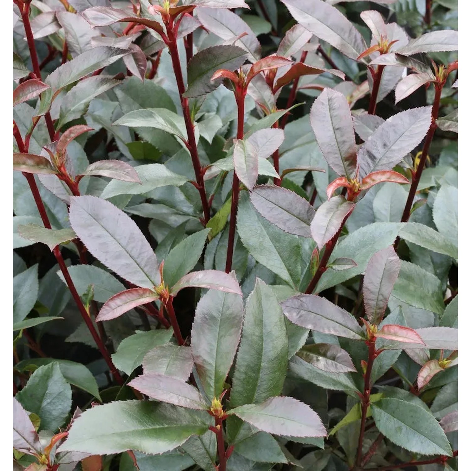 Bild von Glanzmispel Devils Dream 100-125cm - Photinia fraseri