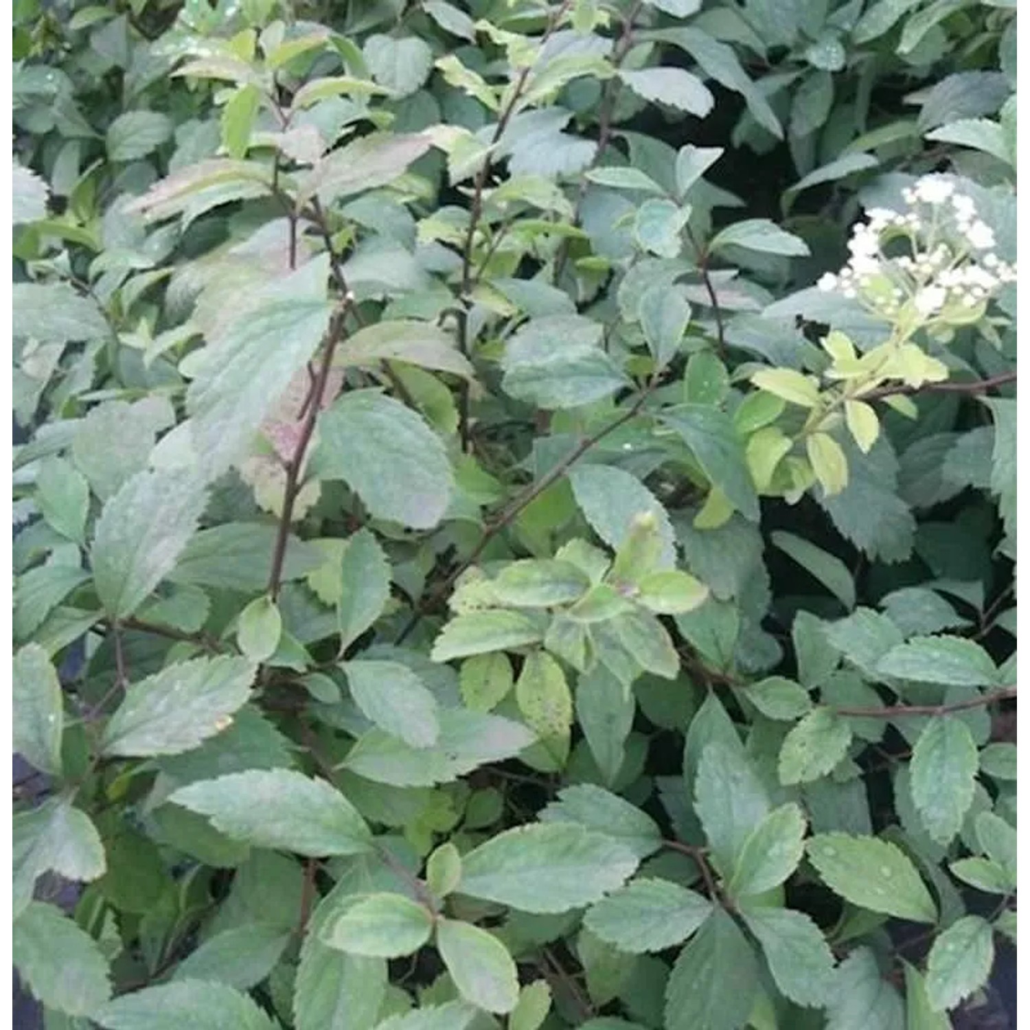Bild von 10x Zwergspiere 15-20cm - Spiraea decumbens