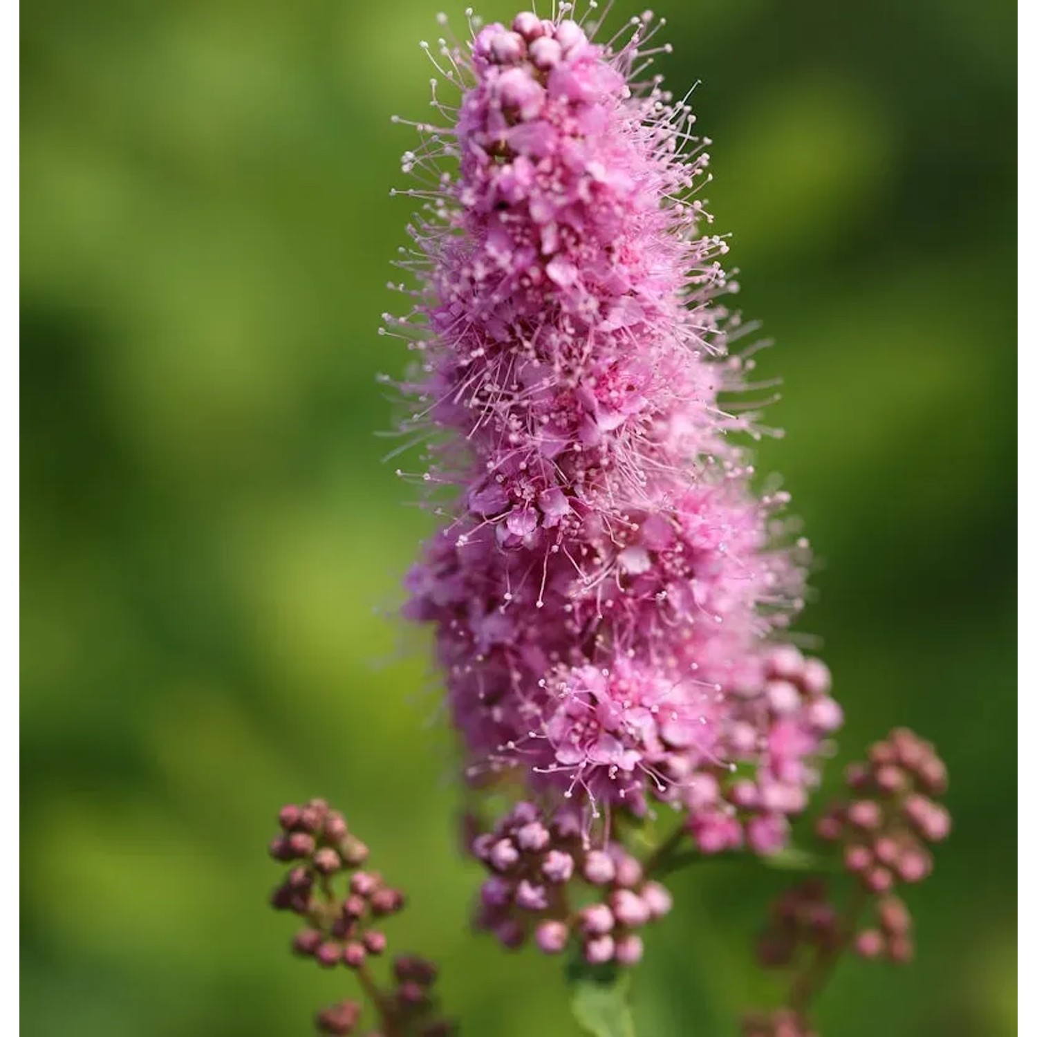 Bild von Kolbenspiere Triumphans 125-150cm - Spiraea billardii