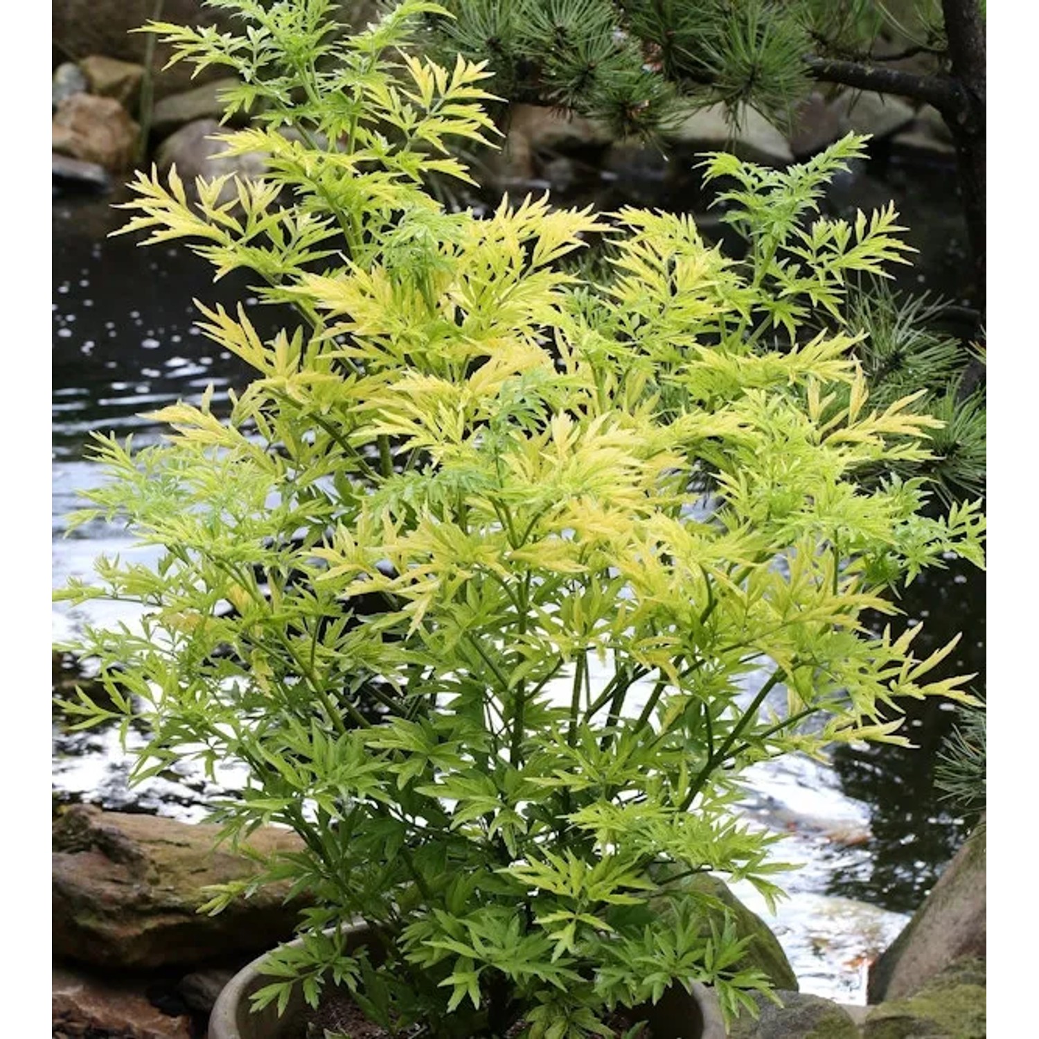 Bild von Gelblaubiger Säulen Holunder Golden Tower 80-100cm - Sambucus nigra