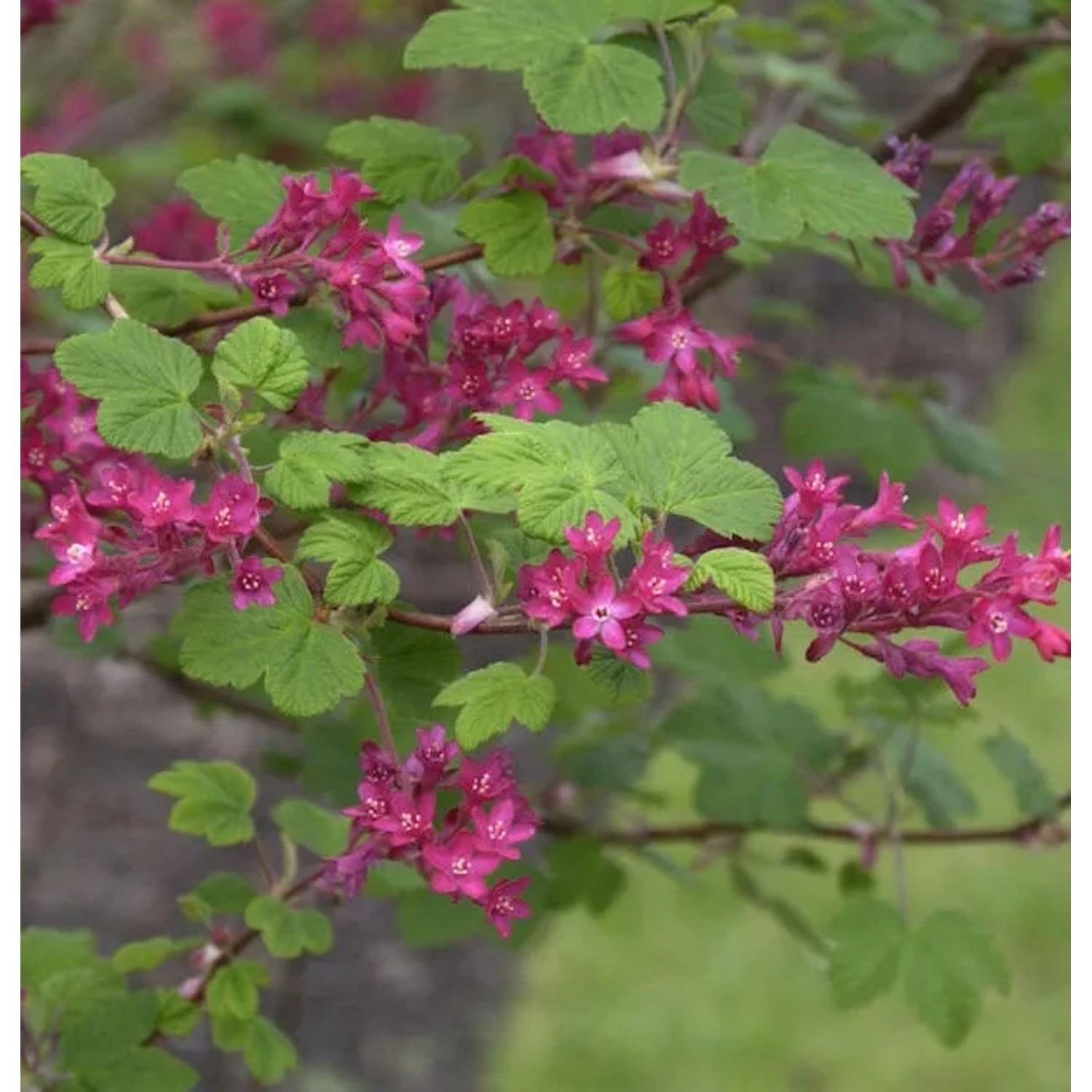 Bild von Blut Johannisbeere Pulborough Scarlet 80-100cm - Ribes sanguineum