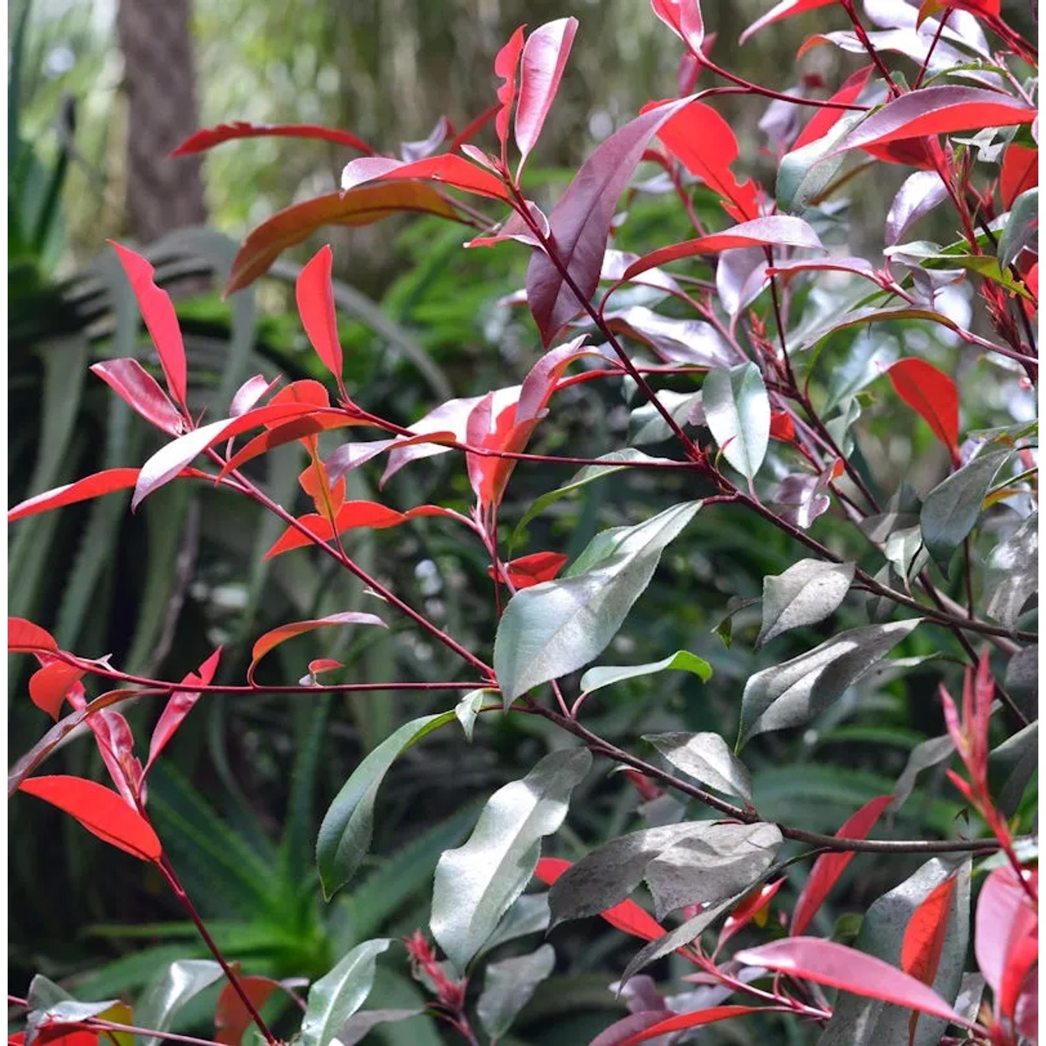 Bild von Glanzmispel Red Select 30-40cm - Photinia fraseri