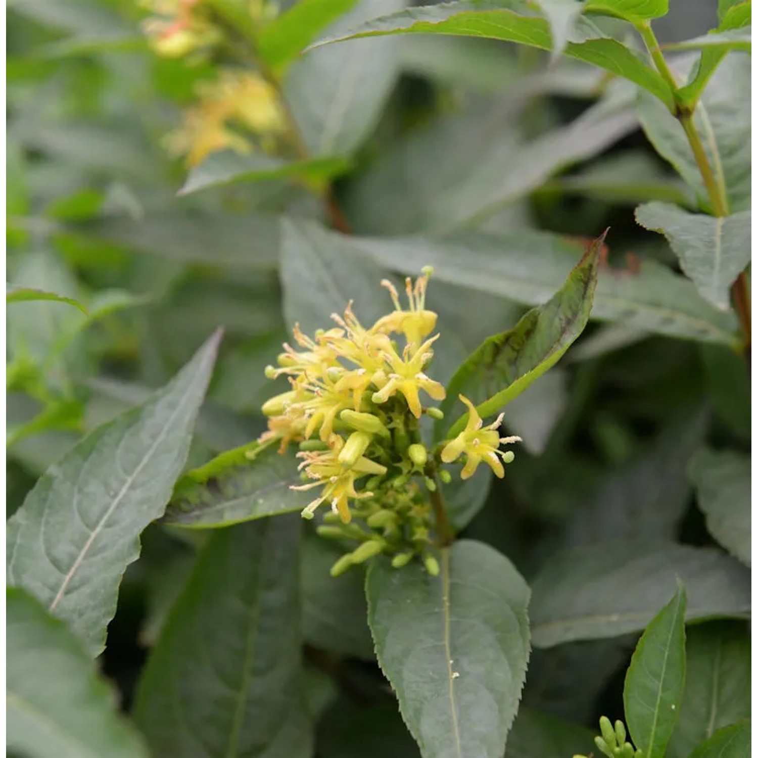 Bild von Buschgeißblatt Butterfly 80-100cm - Diervilla sessilifolia