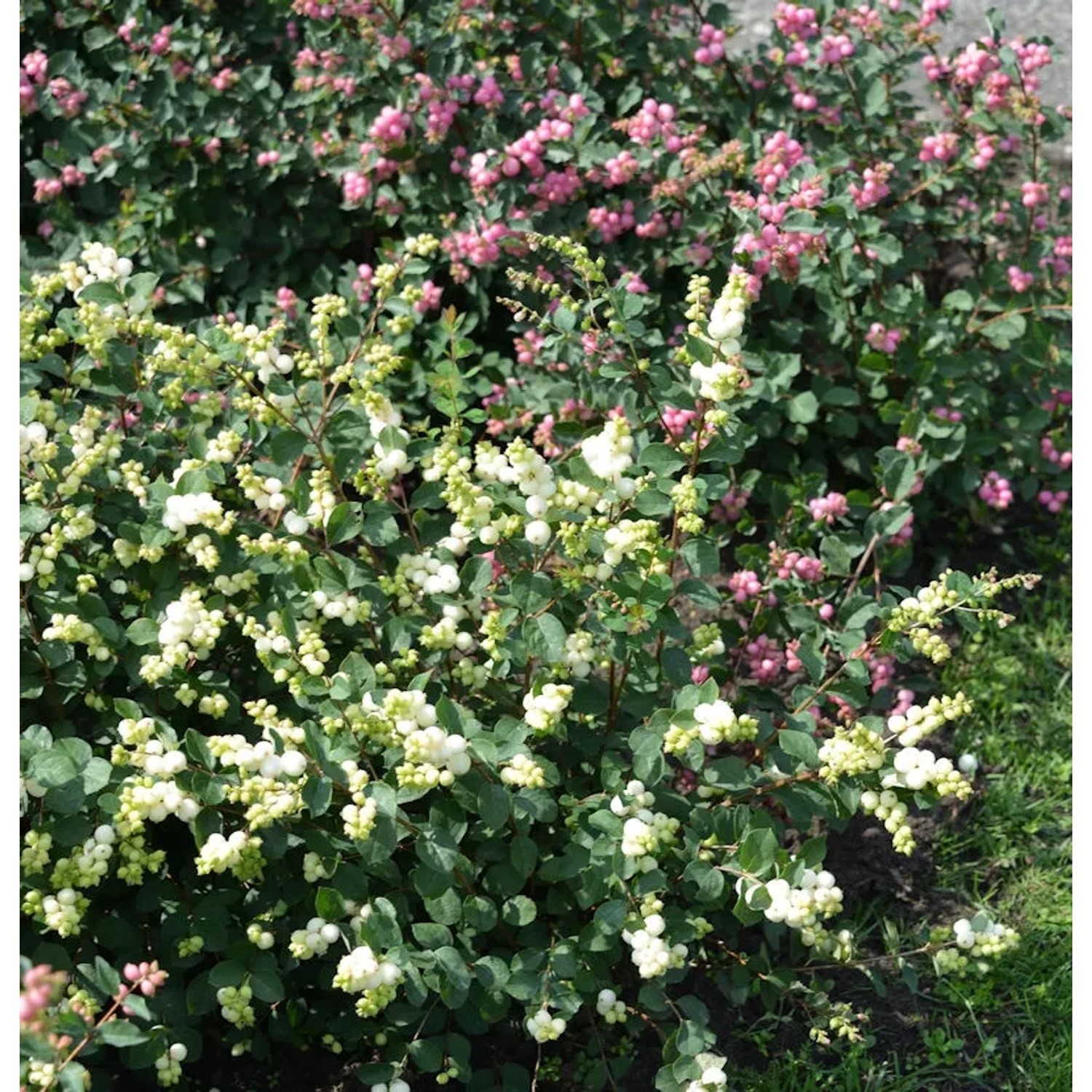 Bild von Amethystbeere Magical Galaxy 40-60cm - Symphoricarpos doorenbosii