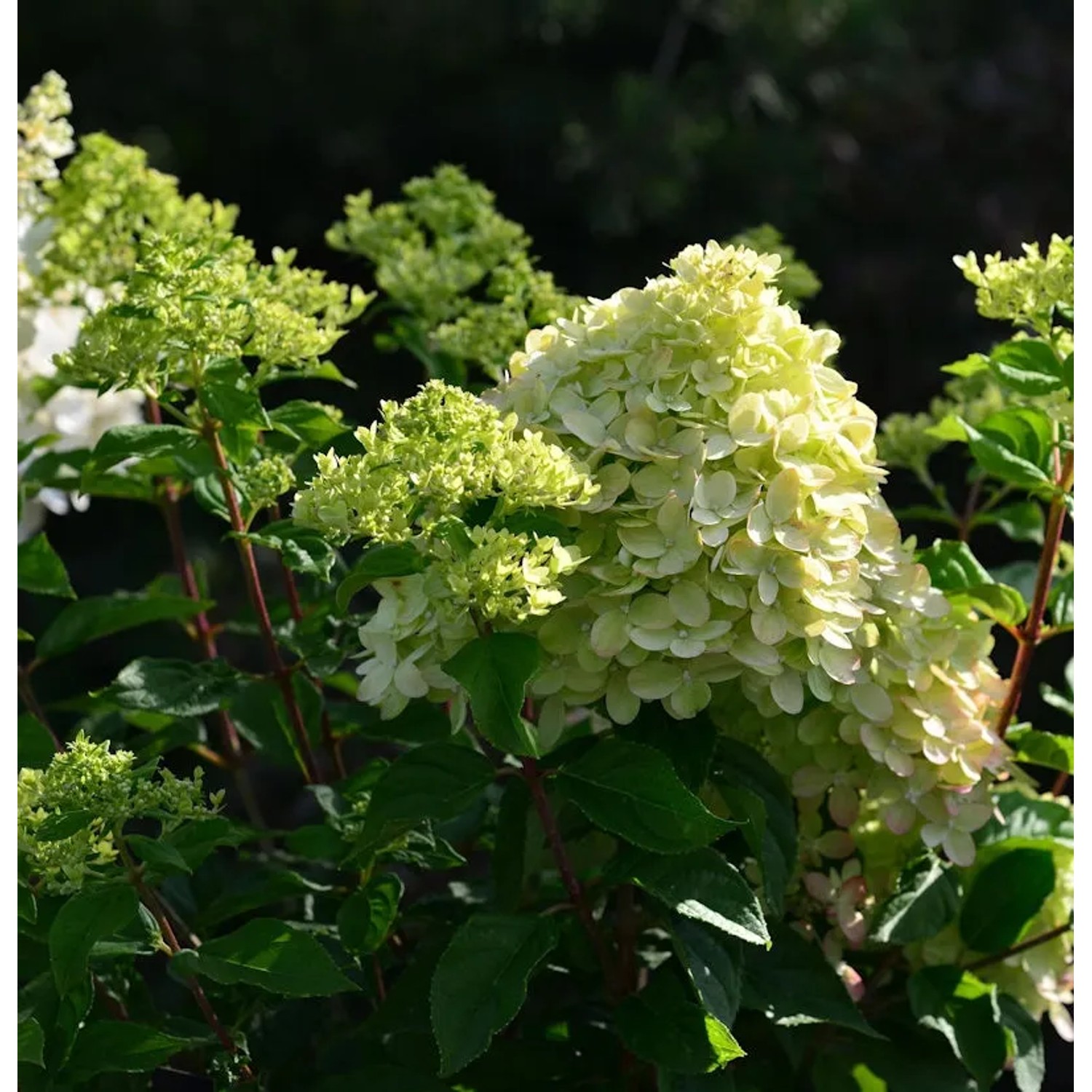 Bild von Rispenhortensie Little Blossom 40-60cm - Hydrangea paniculata