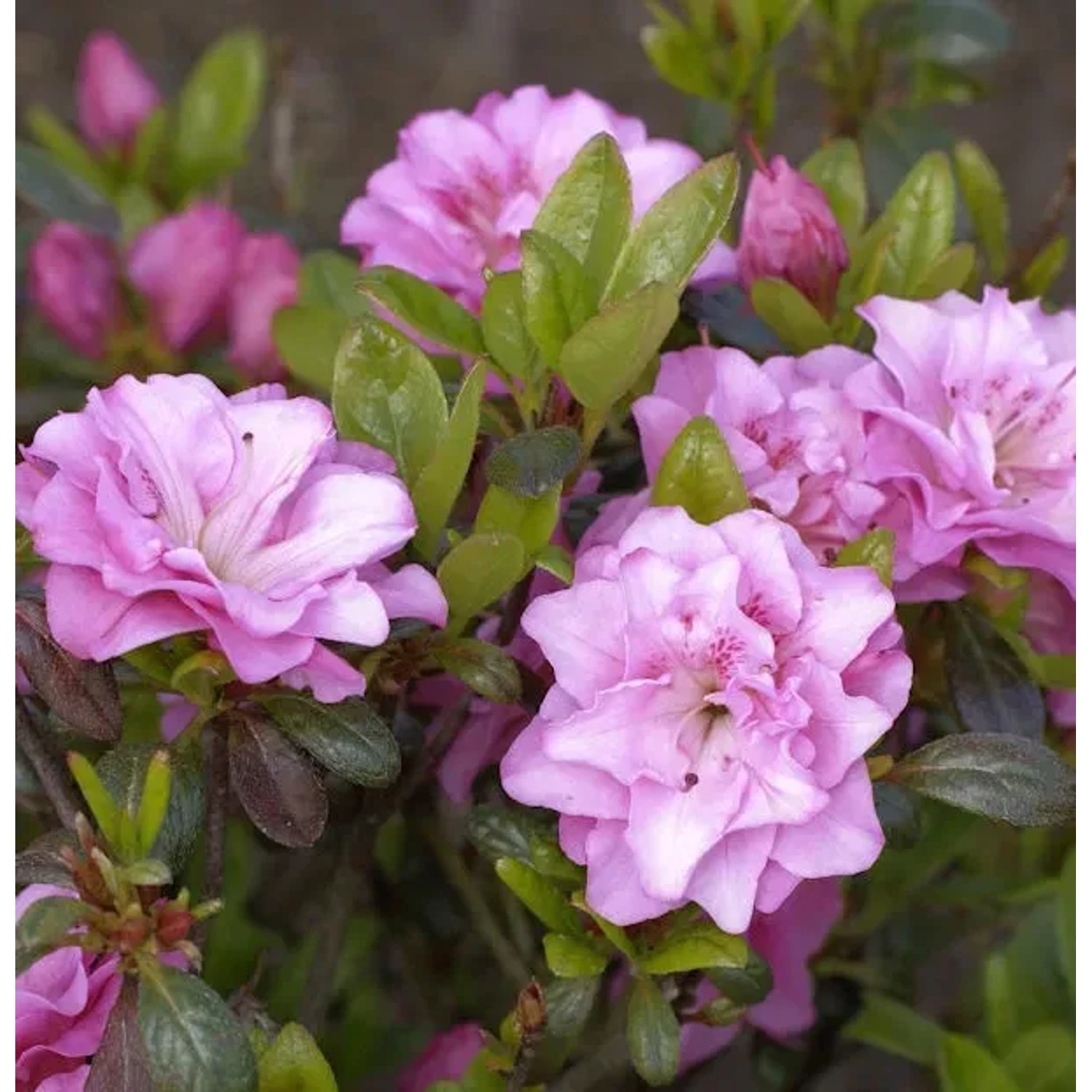Bild von Japanische Azalee Rosinetta 15-20cm - Rhododendron obtusum