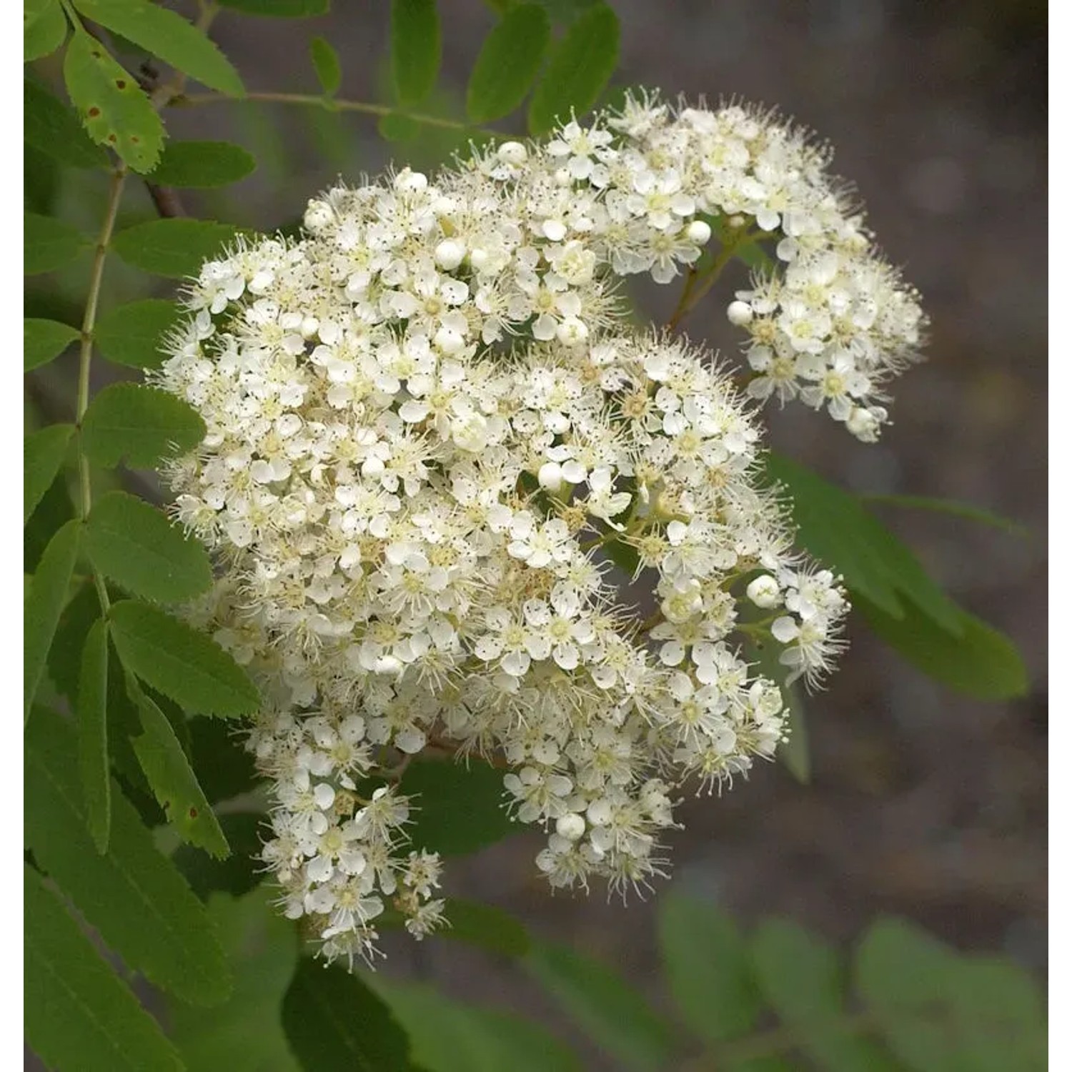 Bild von Echte Mehlbeere Wilfrid Fox 100-125cm - Sorbus alnifolia