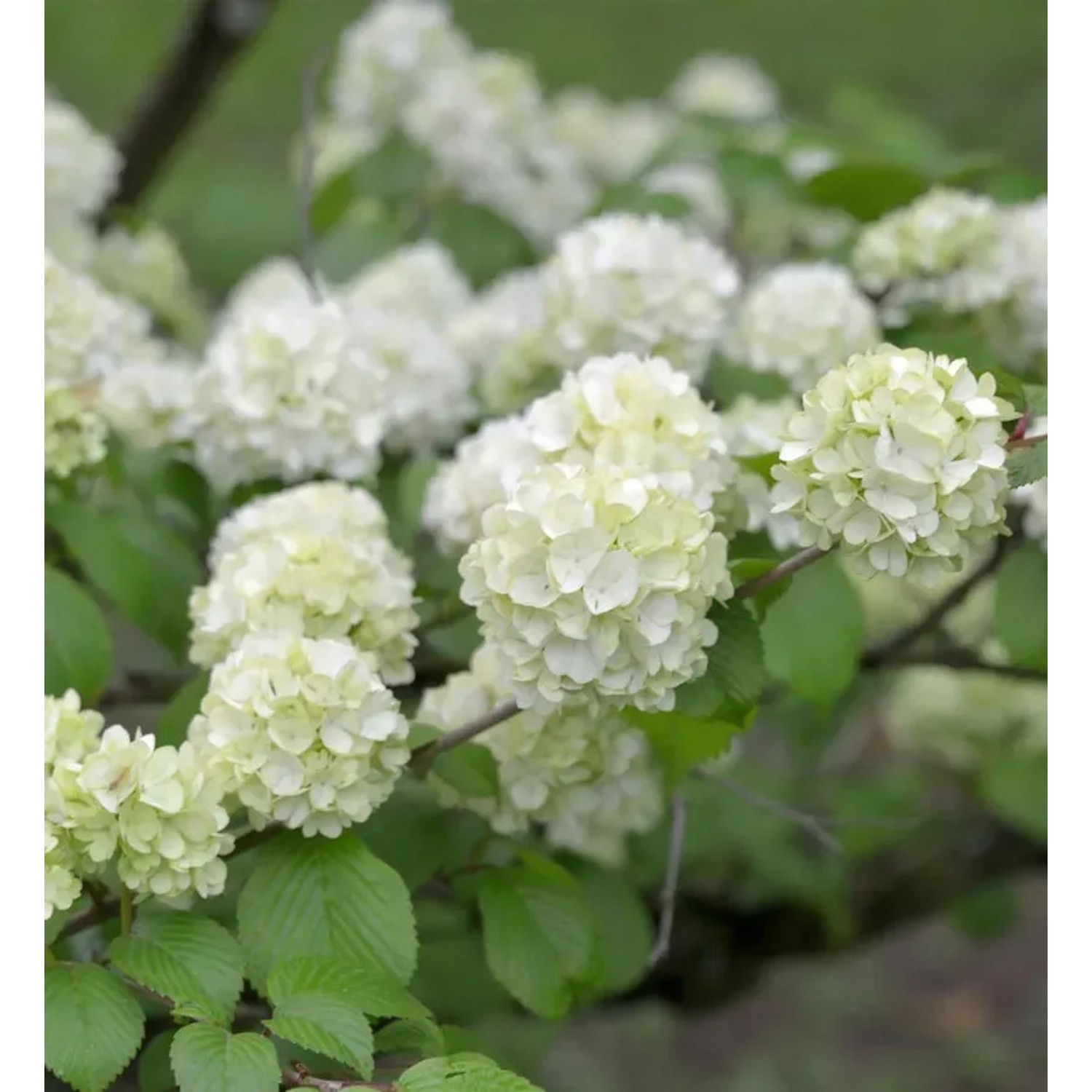 Bild von Japanischer Schneeball Grandiflora 40-60cm - Viburnum plicatum