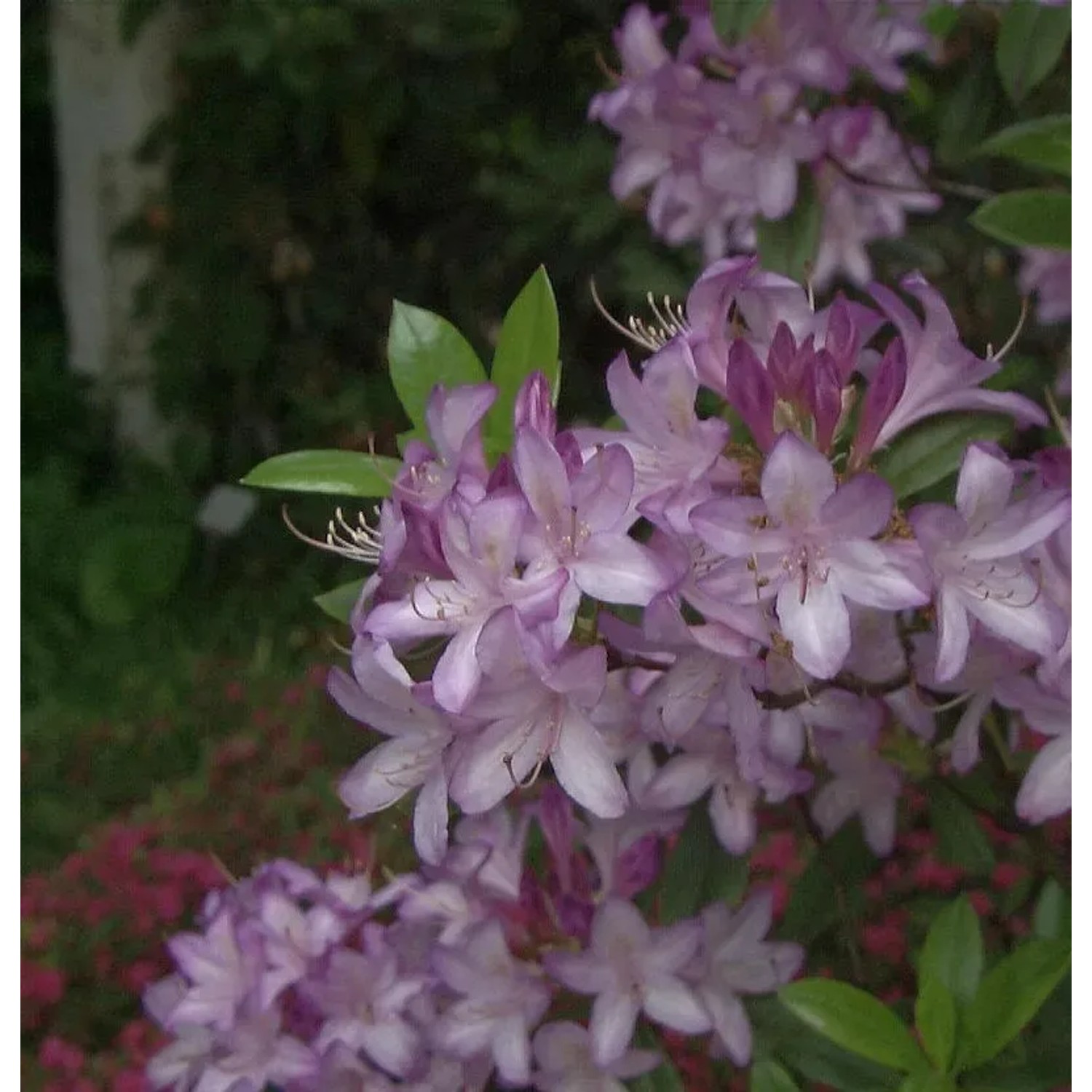 Bild von Azaleodendron Govenianum 80-90cm - Rhododendron Govenianum