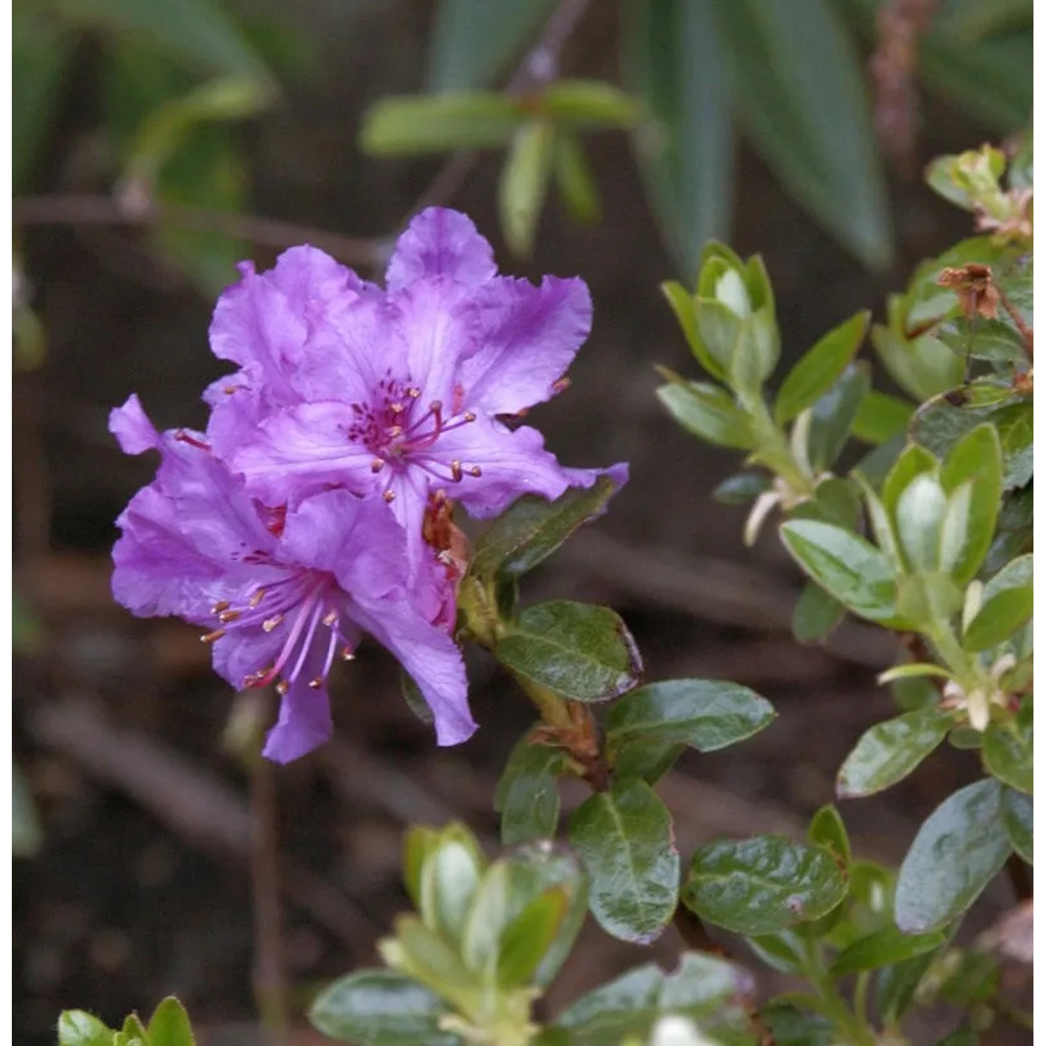 Bild von Zwerg Rhododendron Chamaeunum 15-20cm - Rhododendron saluenense