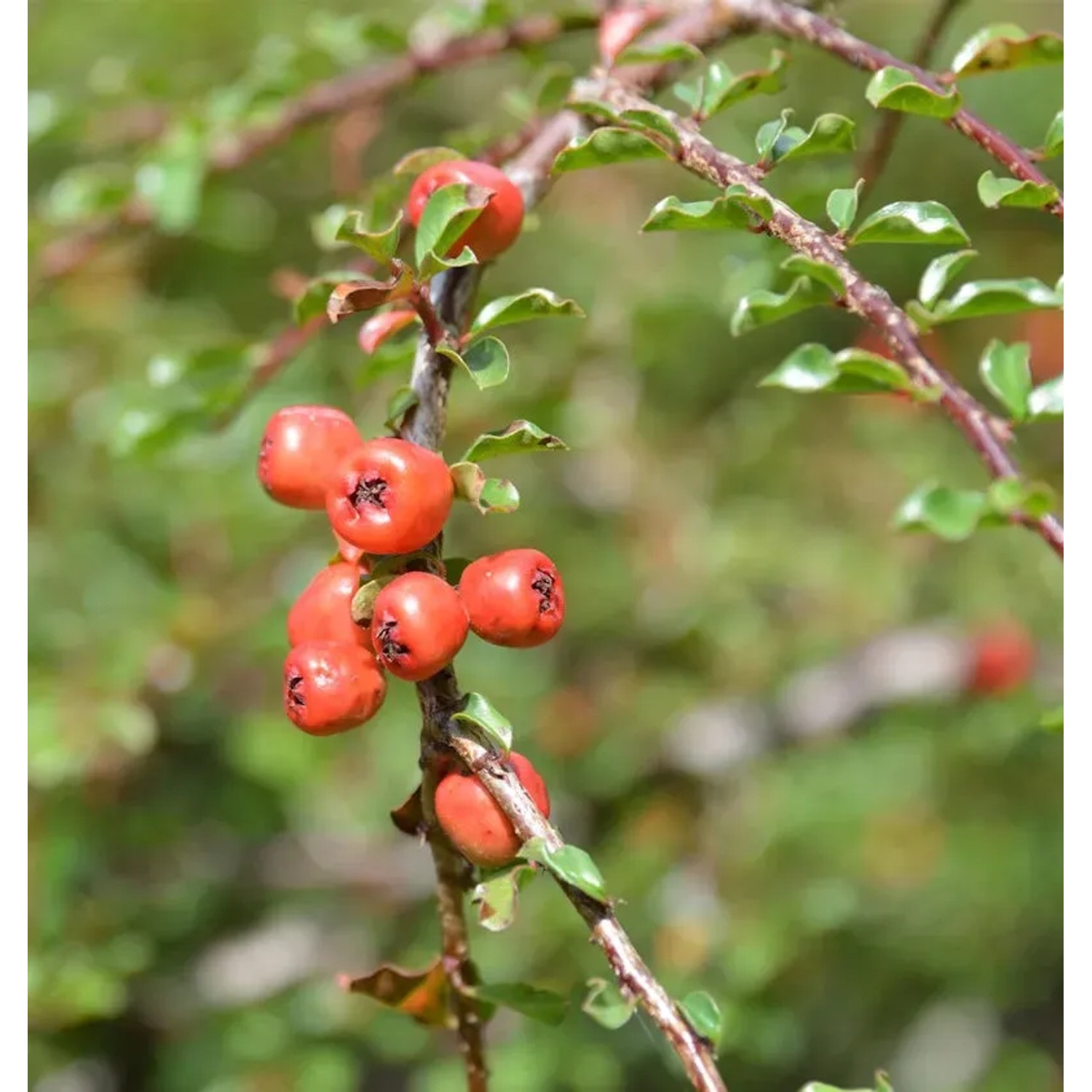 Bild von Hochstamm Kleine Bogenmispel 60-80cm - Cotoneaster adpressus