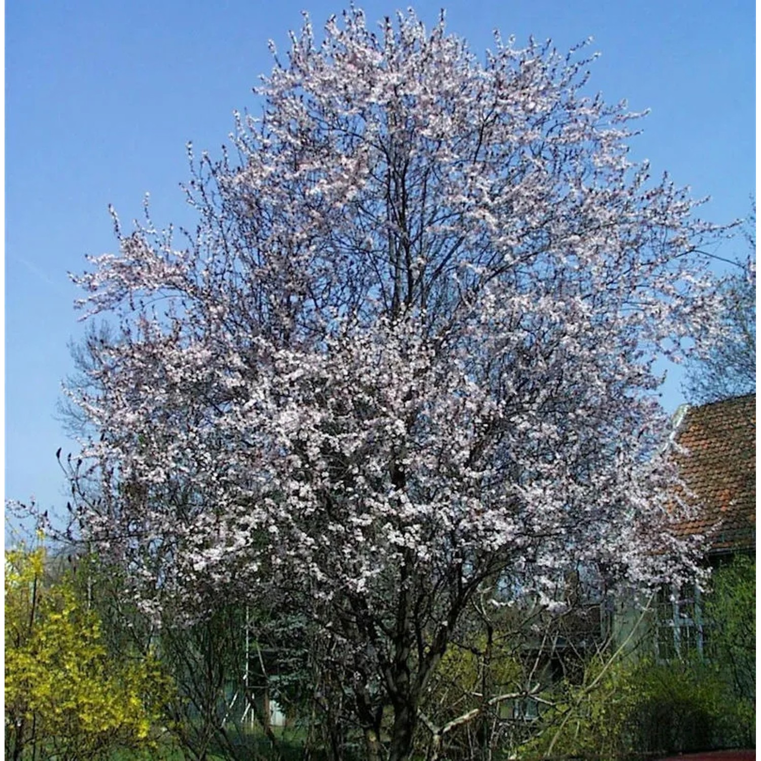 Bild von Blutpflaume Woodii 100-125cm - Prunus cerasifera