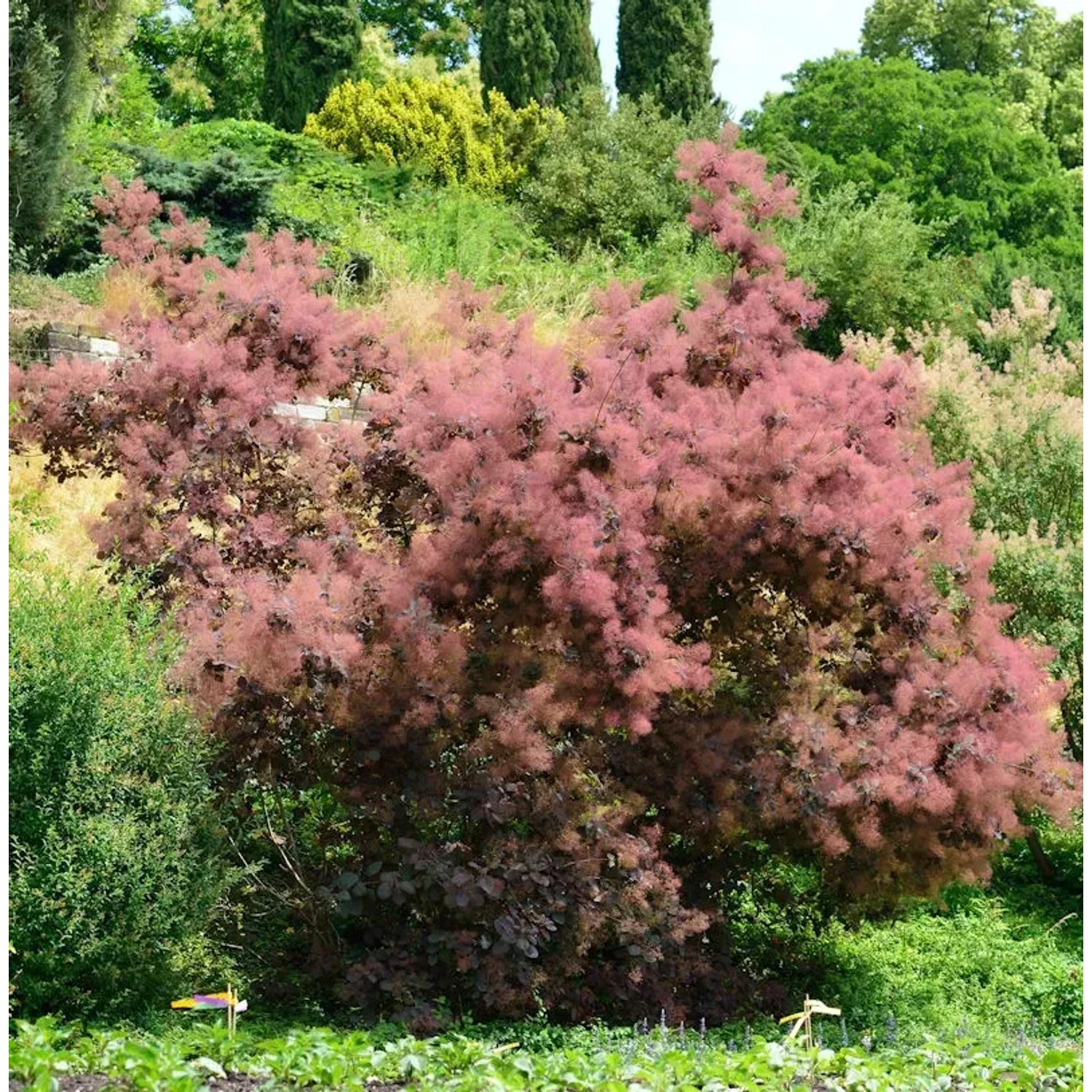 Bild von Perückenstrauch Red Spirit 40-60cm - Cotinus coggygria