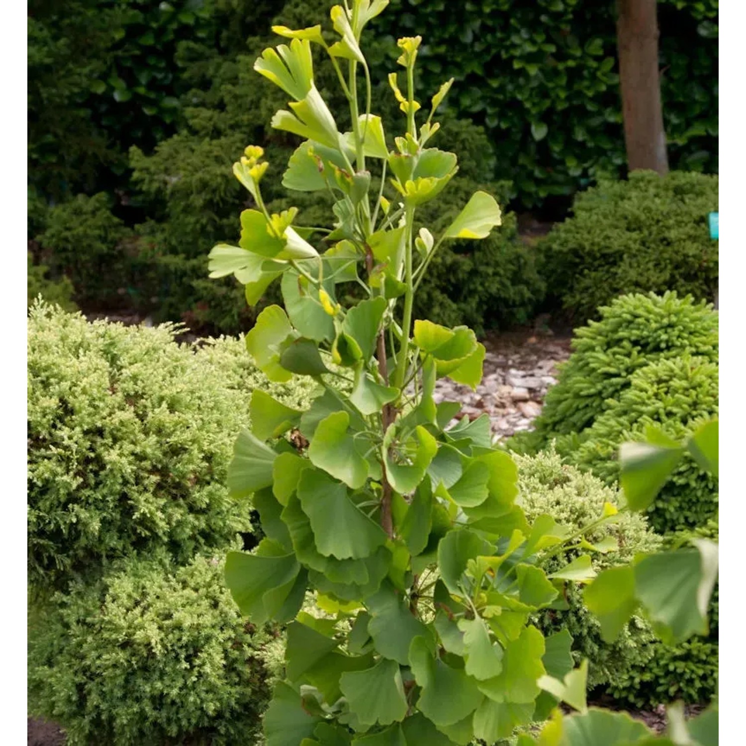 Bild von Fächerblattbaum Goethe 40-60cm - Ginkgo biloba