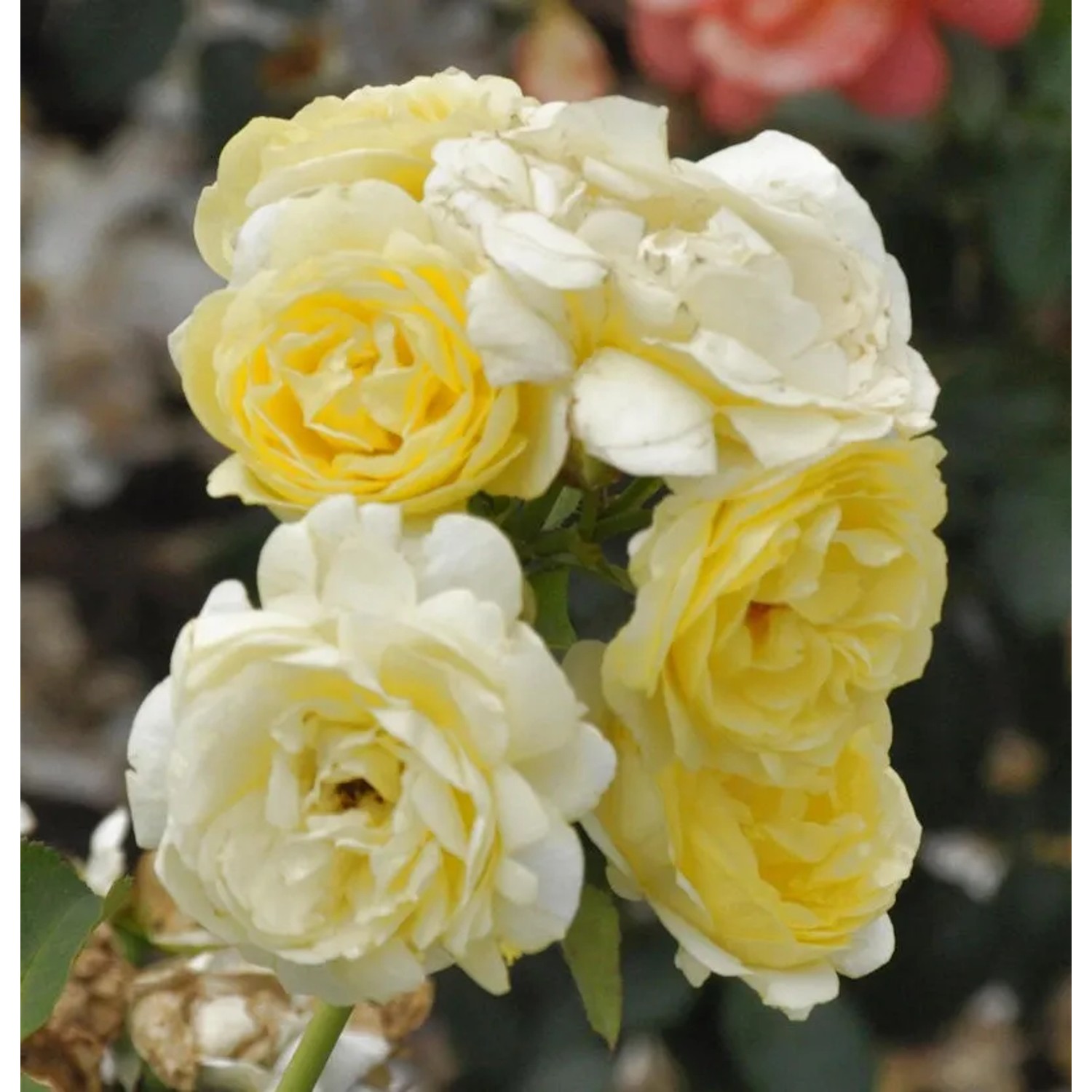 Bild von Nostalgierose Golden Border 30-60cm