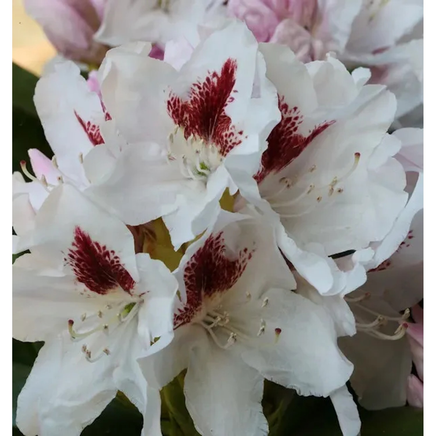Bild von INKARHO - Großblumige Rhododendron Herbstgruß 30-40cm - Alpenrose