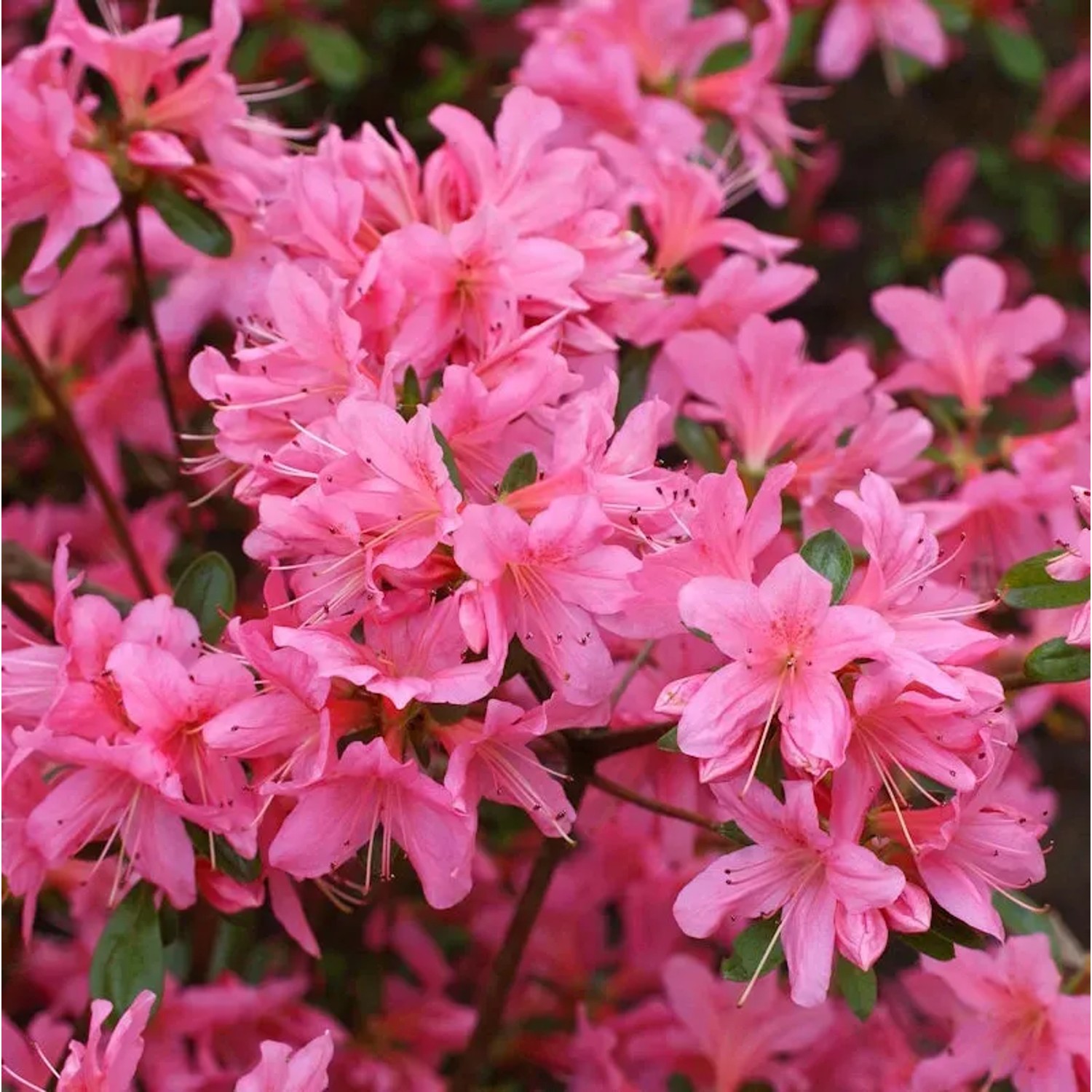 Bild von Japanische Azalee Pinky Jane 20-25cm - Rhododendron obtusum - Zwerg Alpenrose