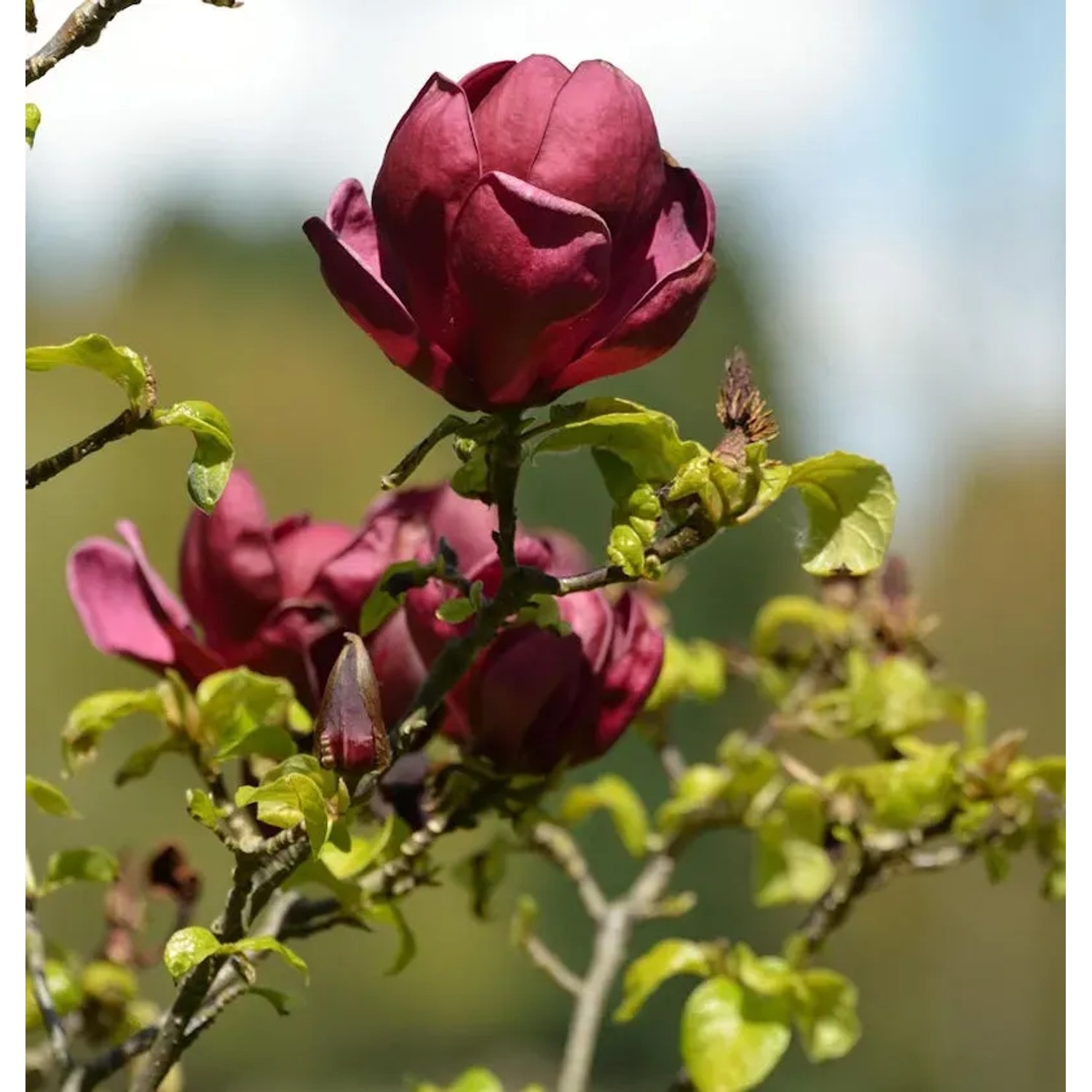 Bild von Magnolie Red as Red 40-60cm - Magnolia