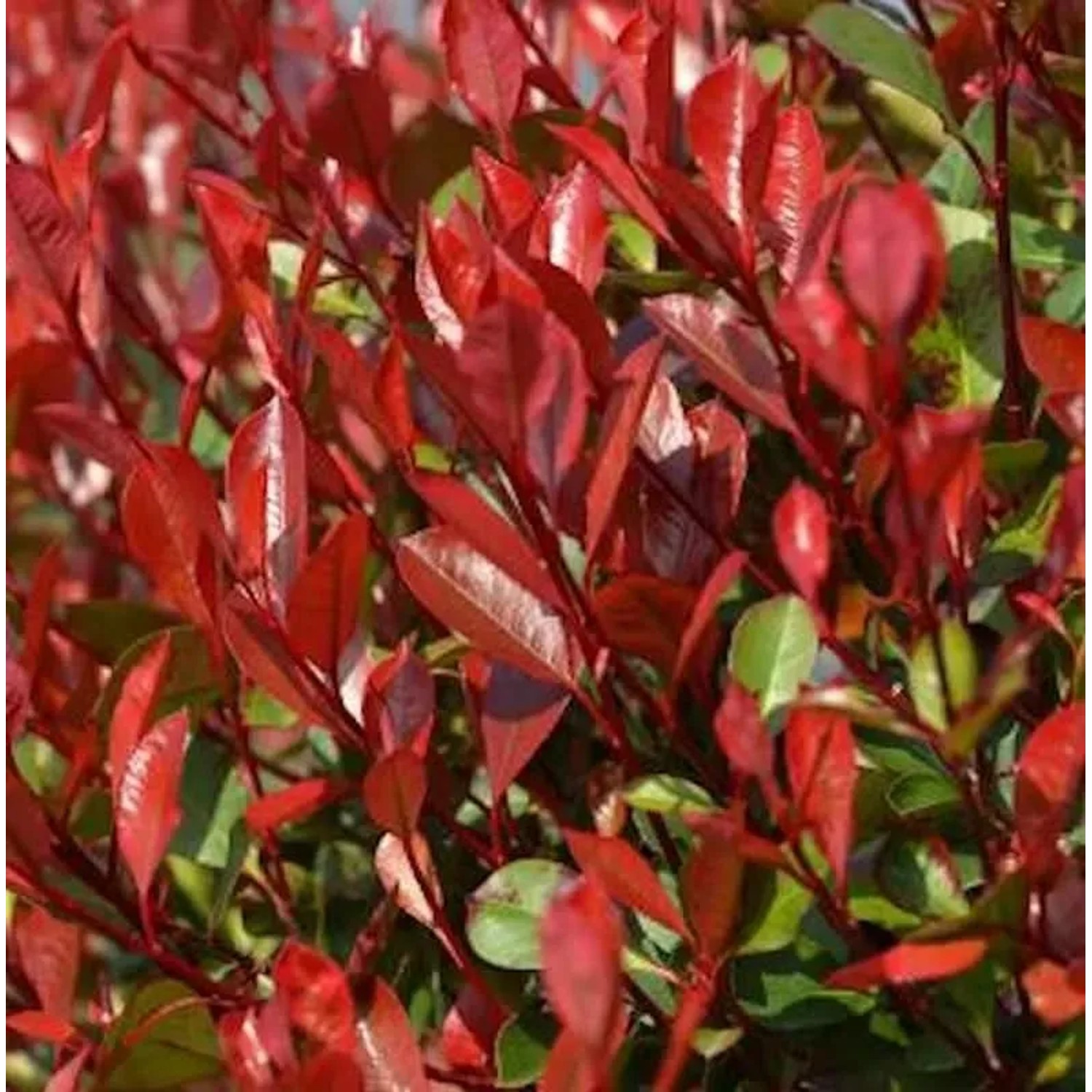 Bild von Glanzmispel Dicker Toni 80-100cm - Photinia fraseri