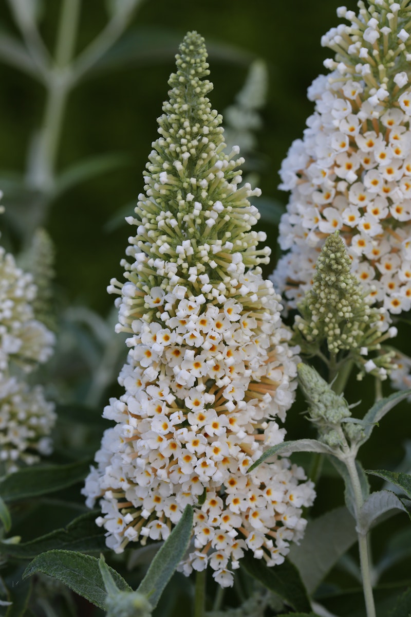 Bild von Schmetterlingsflieder 'Buzz Ivory'(S)