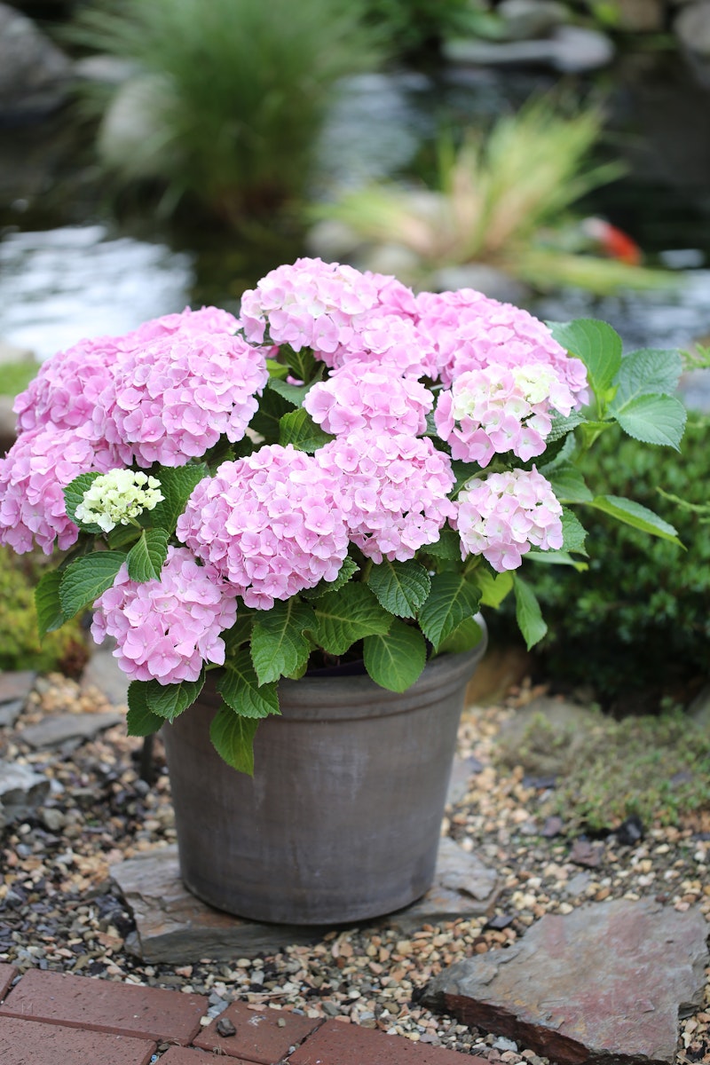 Bild von Bauernhortensie 'Forever & Ever'®