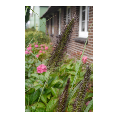 Bild von Federborstengras 'Black Beauty' von PFS Gartenwelten