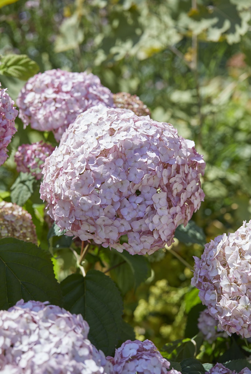 Bild von Ballhortensie 'Candybelle'® Bubblegum