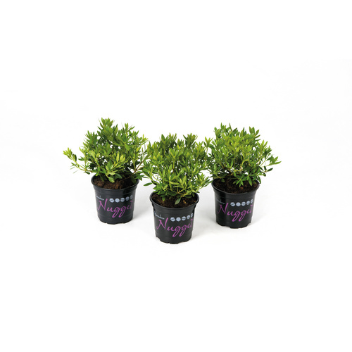 Bild von Bloombux® Bloombux® Nugget magenta, Rhododendron micranthum »5er Set«, magenta, Höhe: 10 - 15 cm - rot
