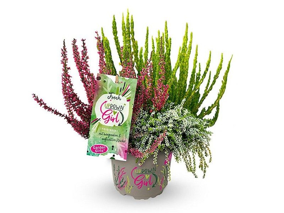 Bild von Knospenheide Gardengirls® Up Down Girls® Fresh 4er-Set
