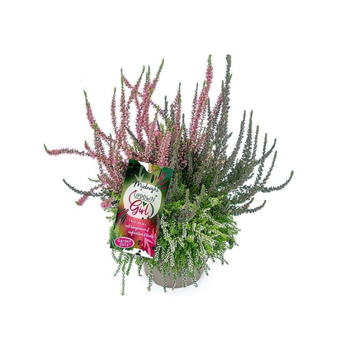 Bild von Knospenheide Gardengirls® Up Down Girls® Midnight 4er Set
