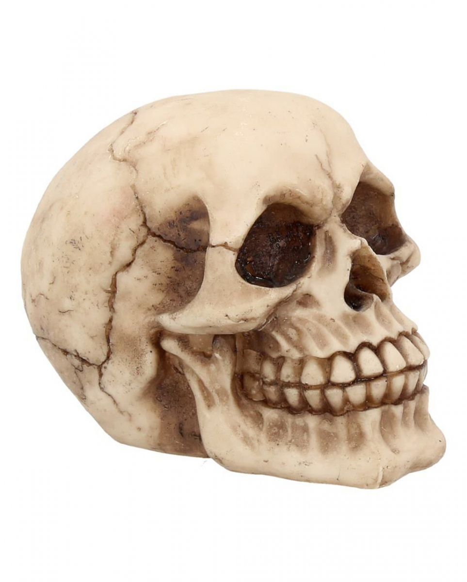 Bild von Kleiner Grinsender Totenschädel 12cm