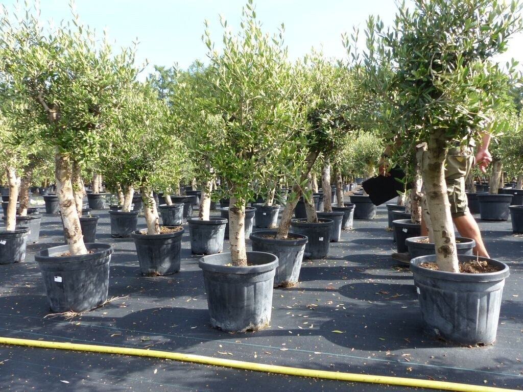 Bild von gruenwaren jakubik Olivenbaum Olive 'Angebot' 150-180 cm, beste Qualität, winterhart, Olea Europaea, dicke Stämme 20-35 cm Umfang