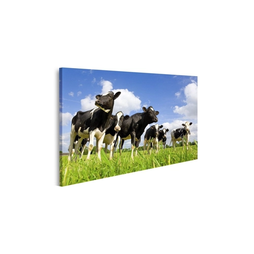 Bild von Islandburner Leinwandbild Holsteinische Kühe – Ein Blickfang für Ihr Zuhause