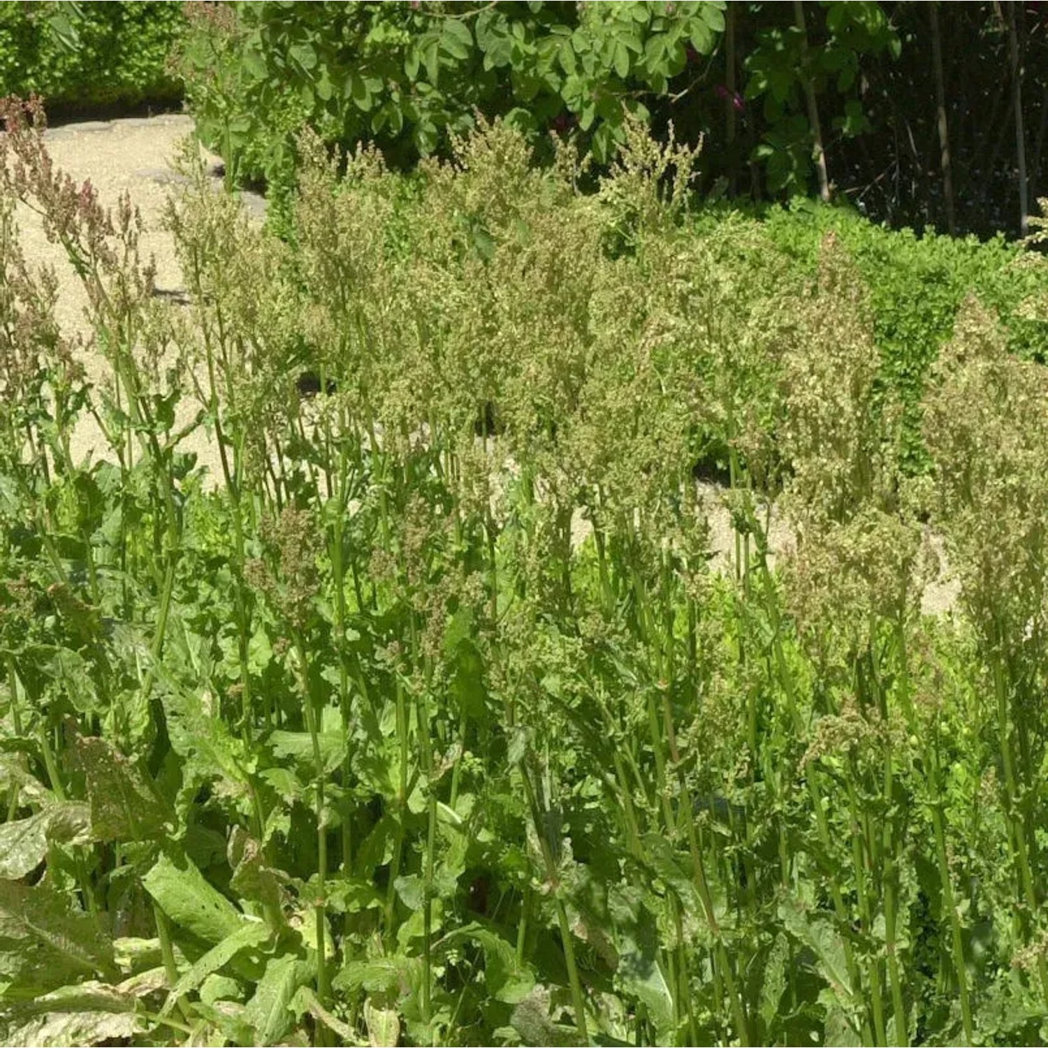 Bild von Sauerampfer - Rumex rugosus