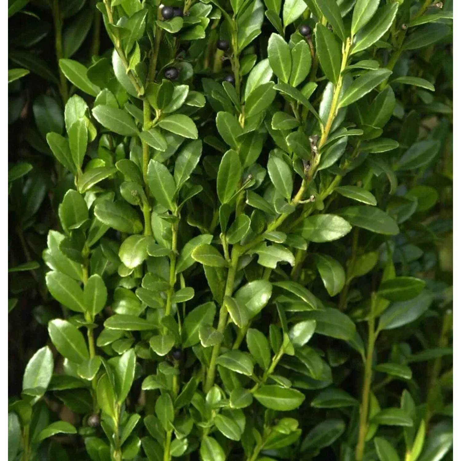 Bild von Hochstamm Säulen Bergilex Stechpalme 40-60cm - ilex crenata