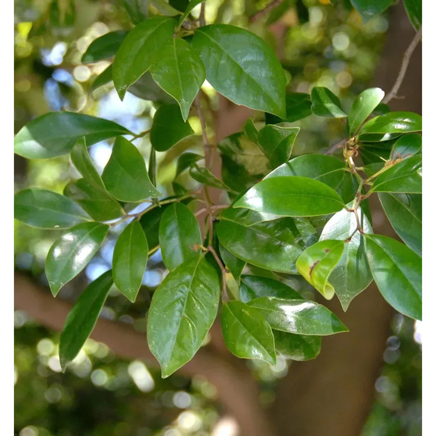 Bild von Braunheckenstrauch Coppertone 20-30cm - Distylium